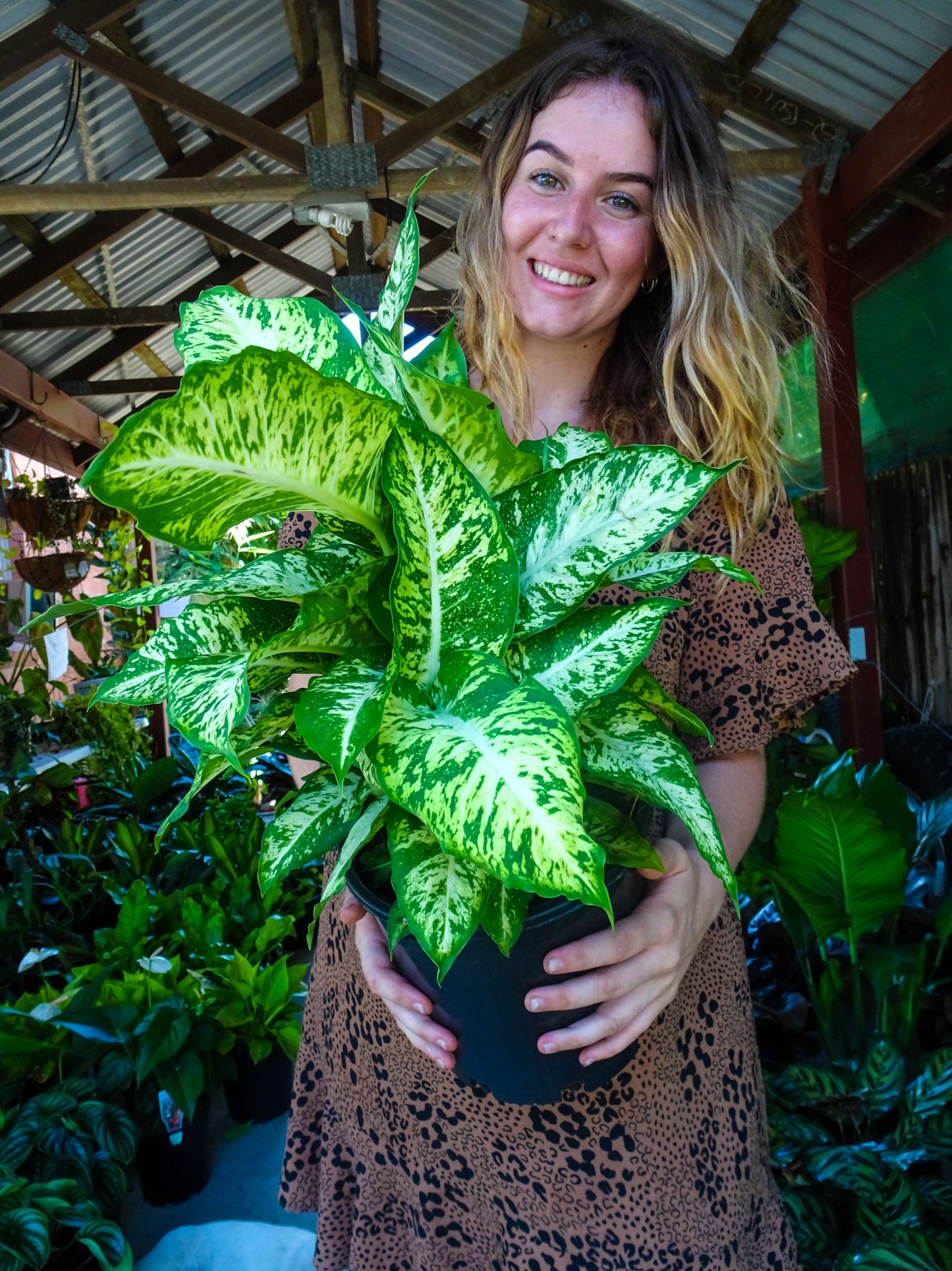 Dieffenbachia Mars