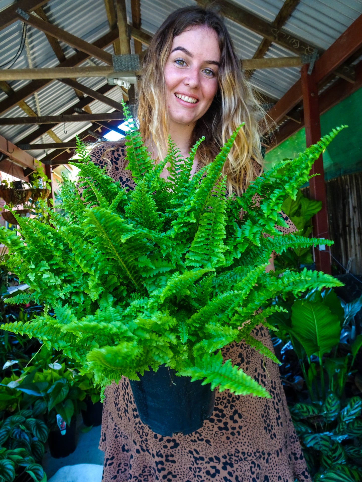 Fluffy Ruffles Fern
