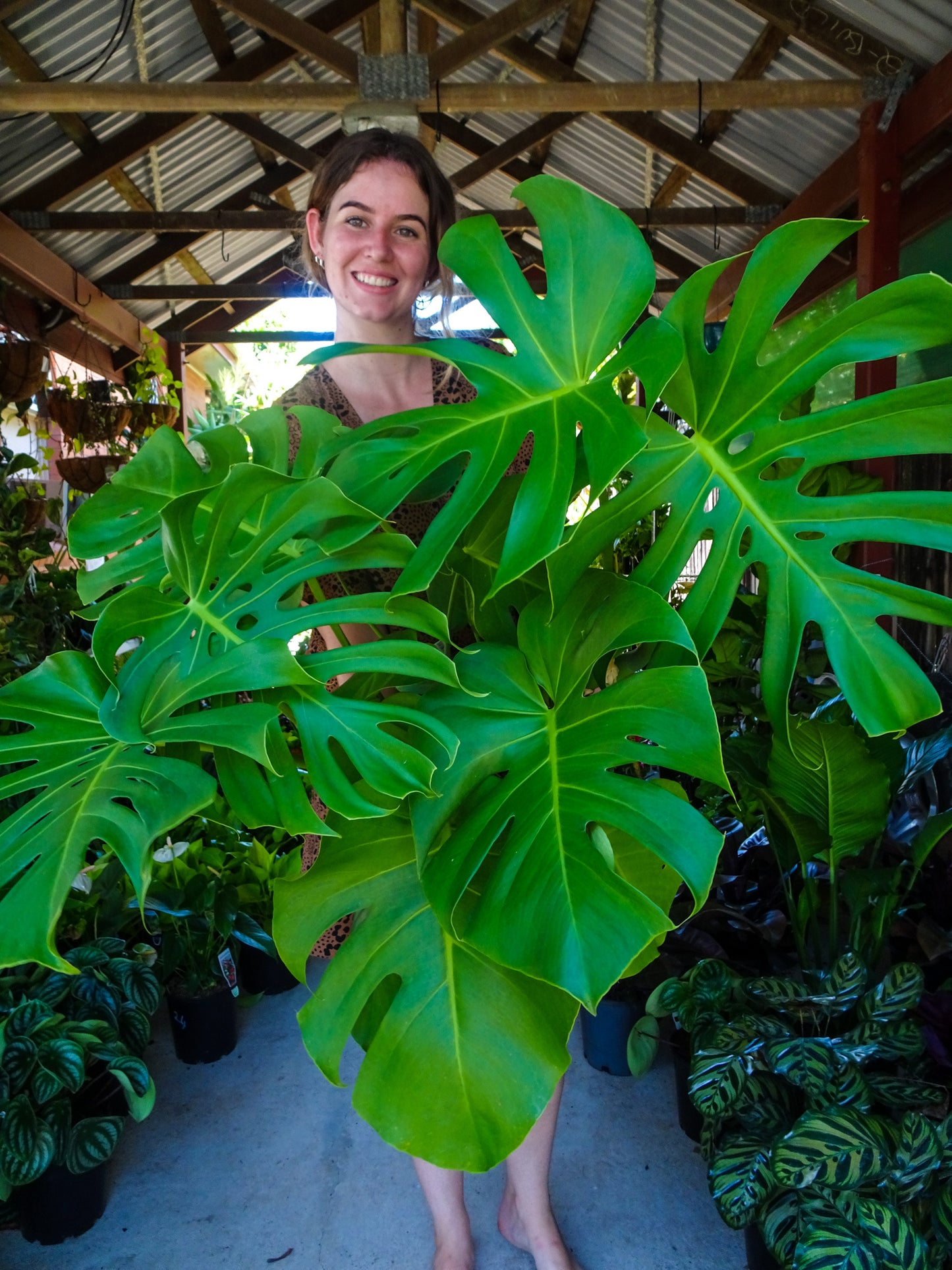 Giant Monstera Deliciosa
