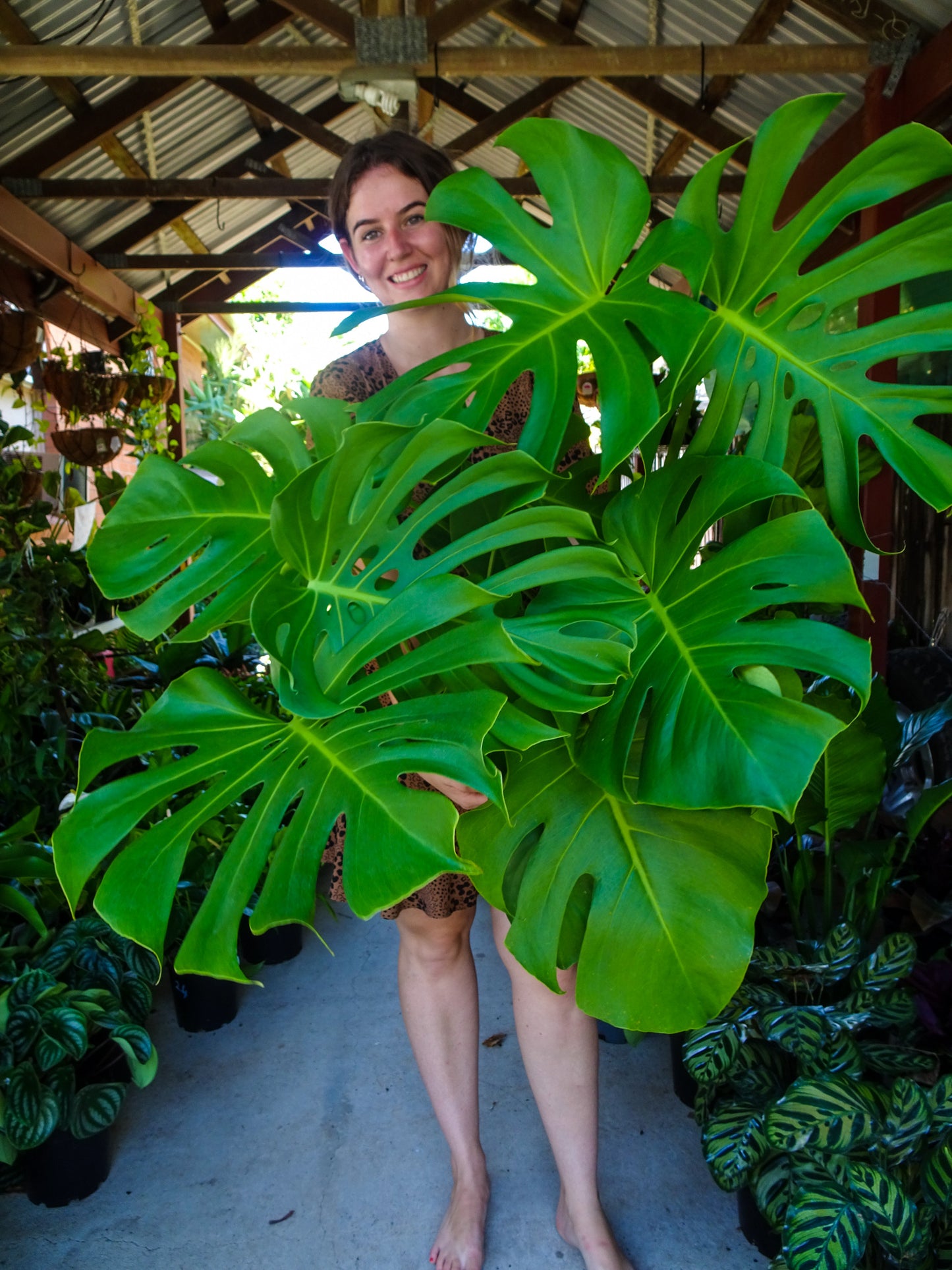 Giant Monstera Deliciosa