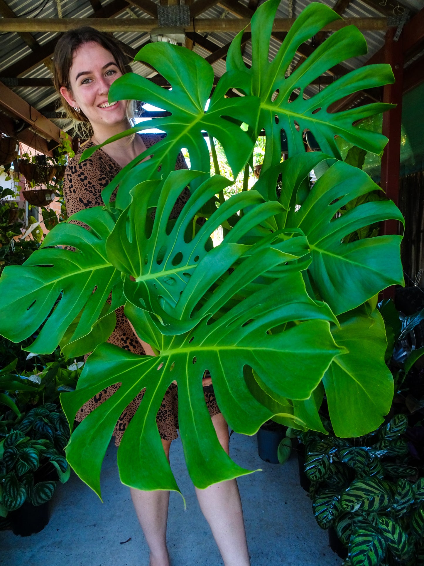 Giant Monstera Deliciosa