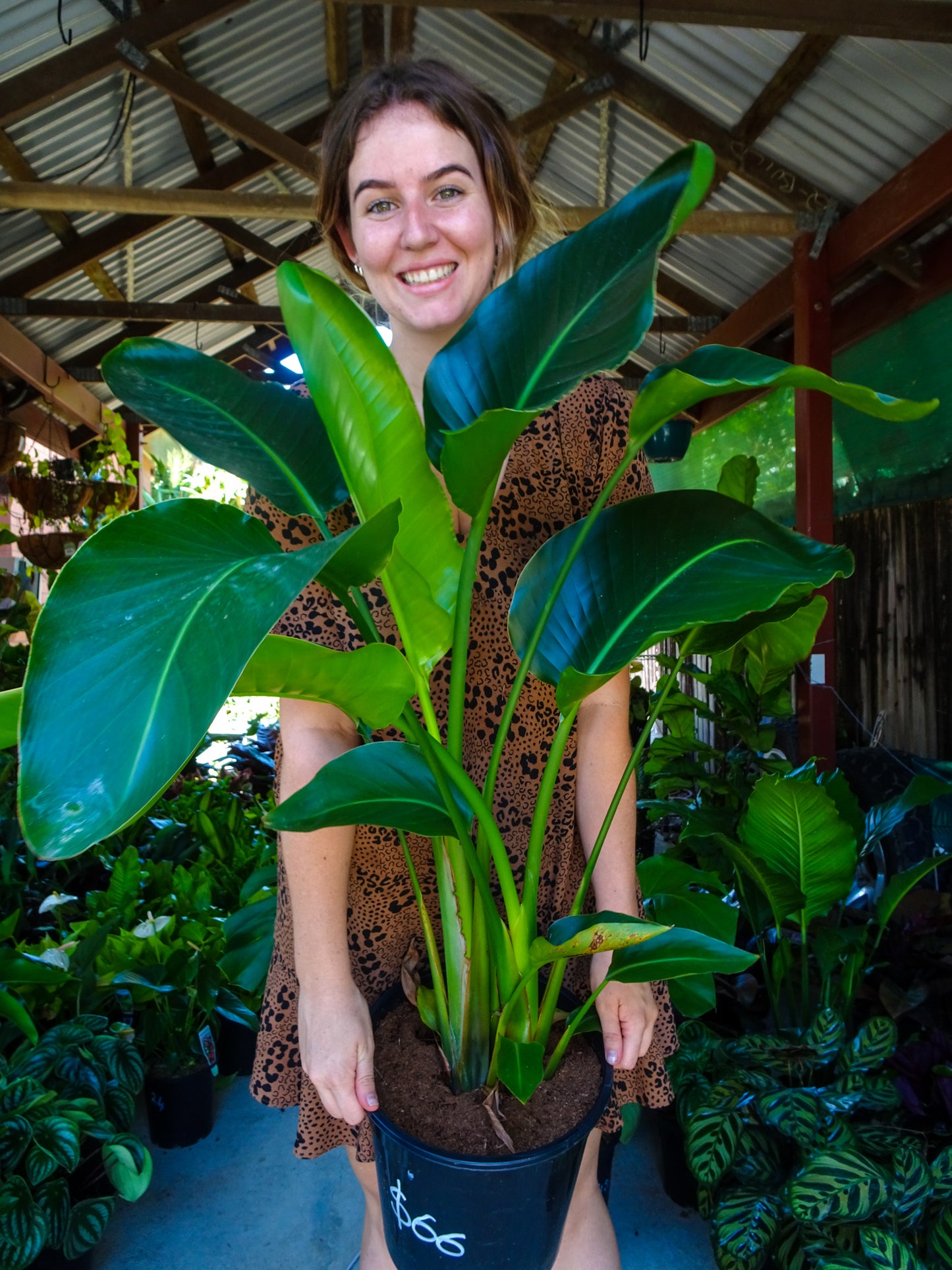 Giant Bird of Paradise (Strelitzia Nicolai)