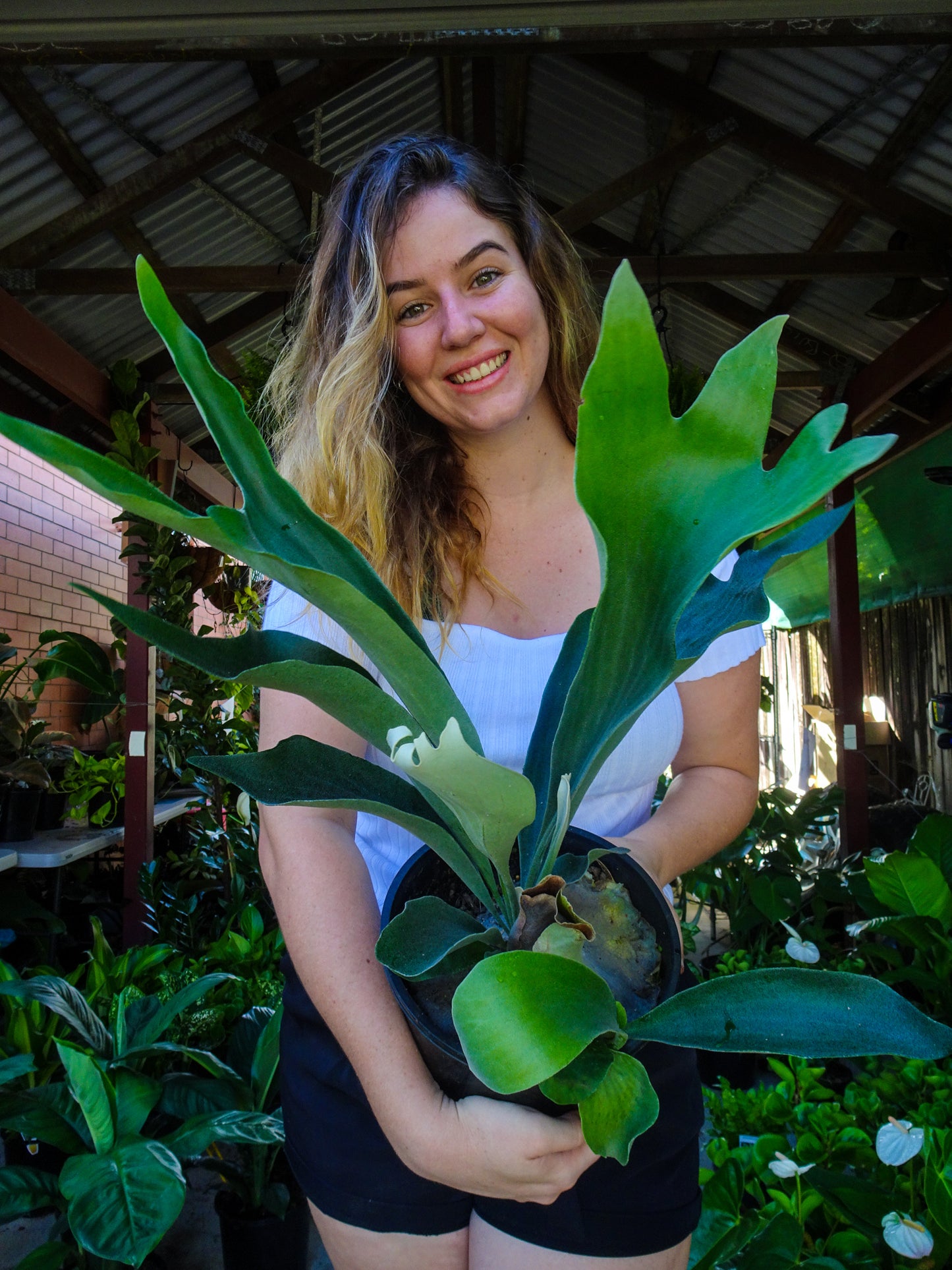 Elkhorn Fern