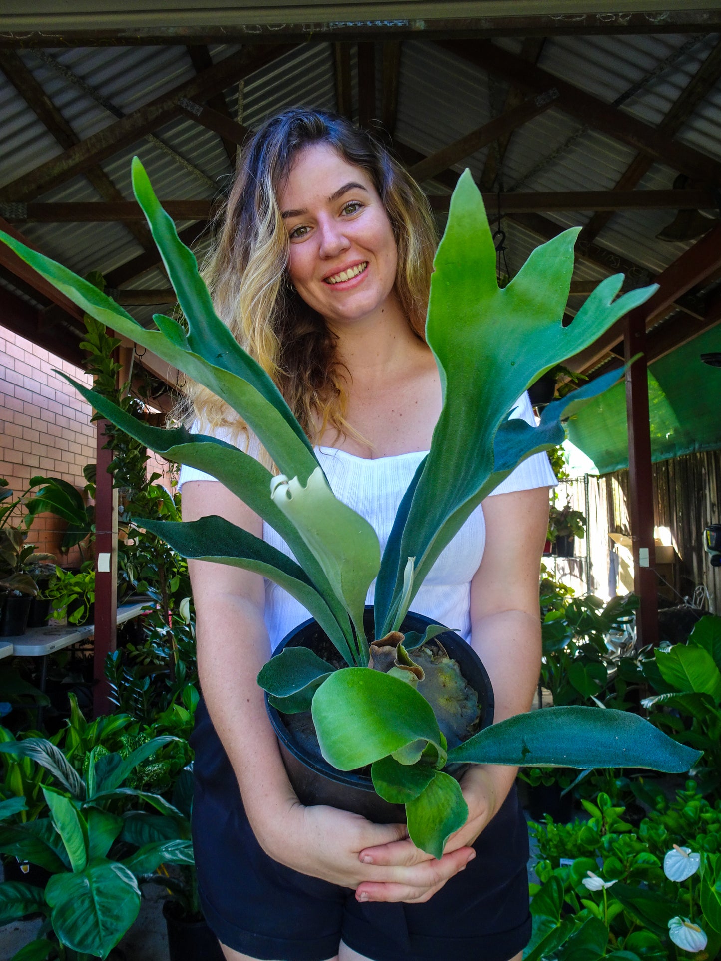 Elkhorn Fern