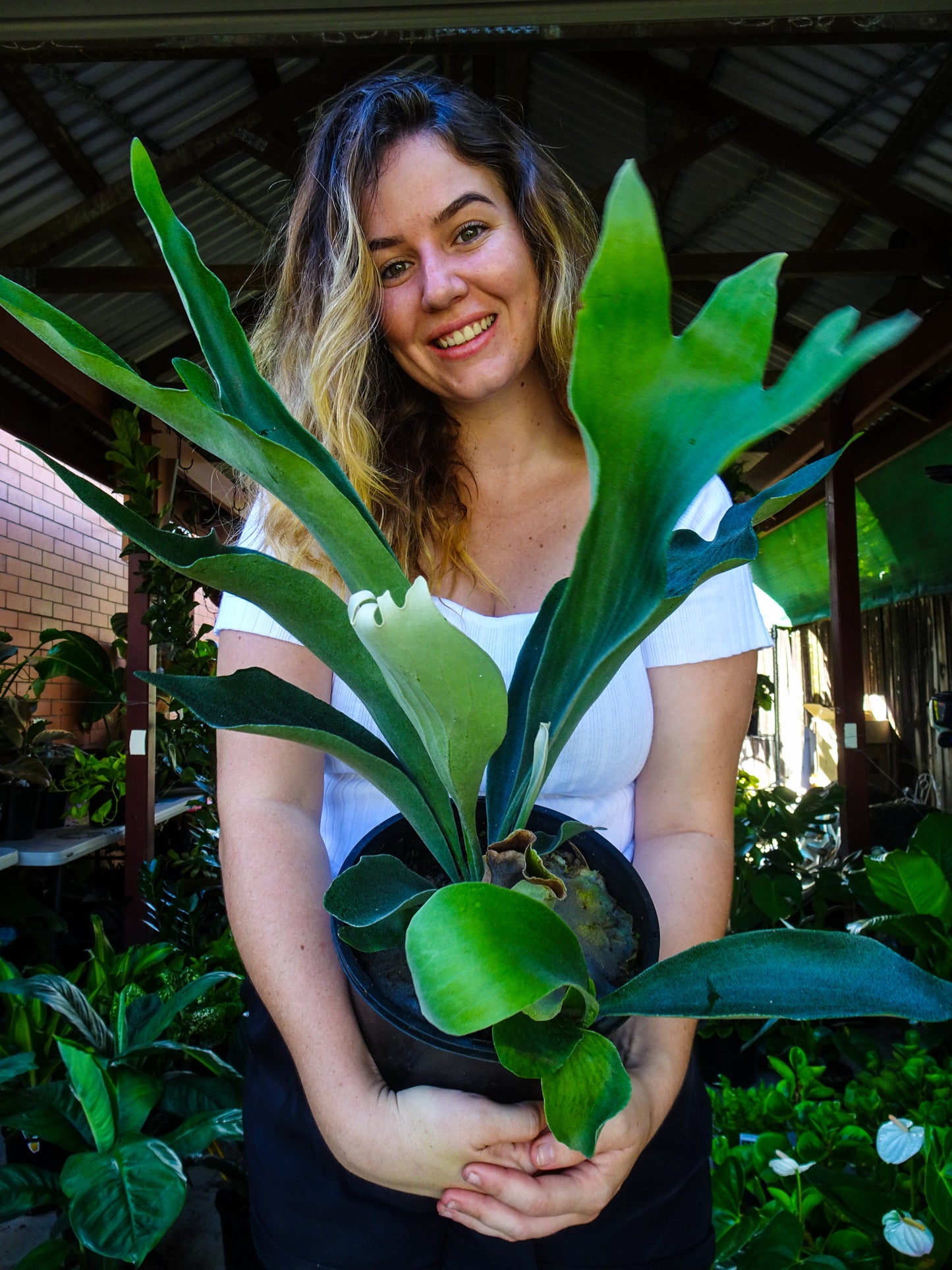 Elkhorn Fern