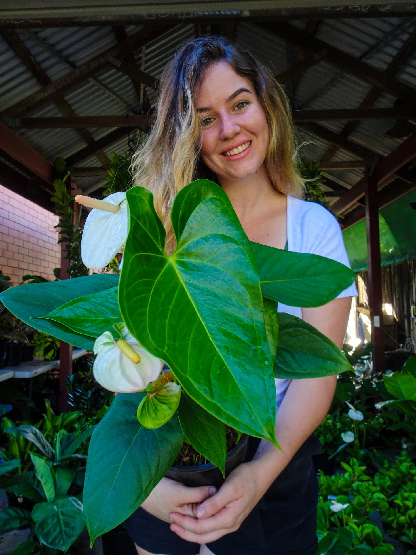 Anthurium White Dove