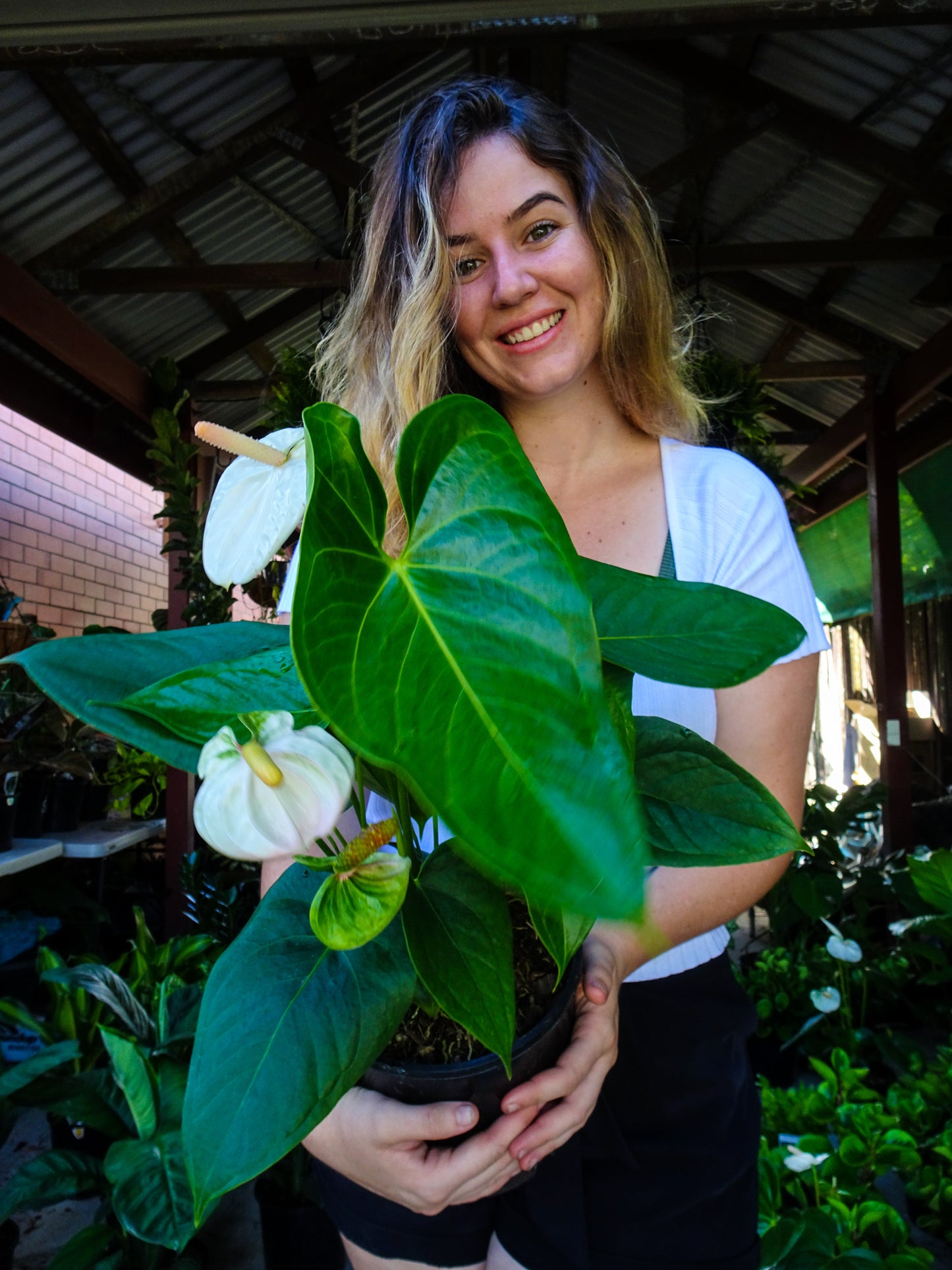 Anthurium White Dove
