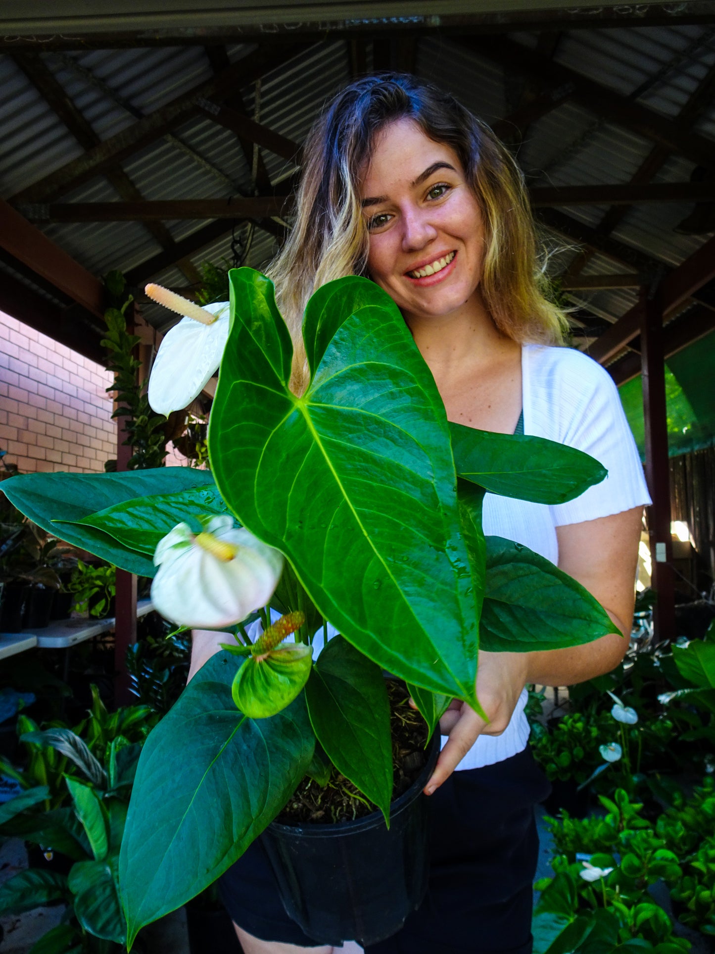 Anthurium White Dove
