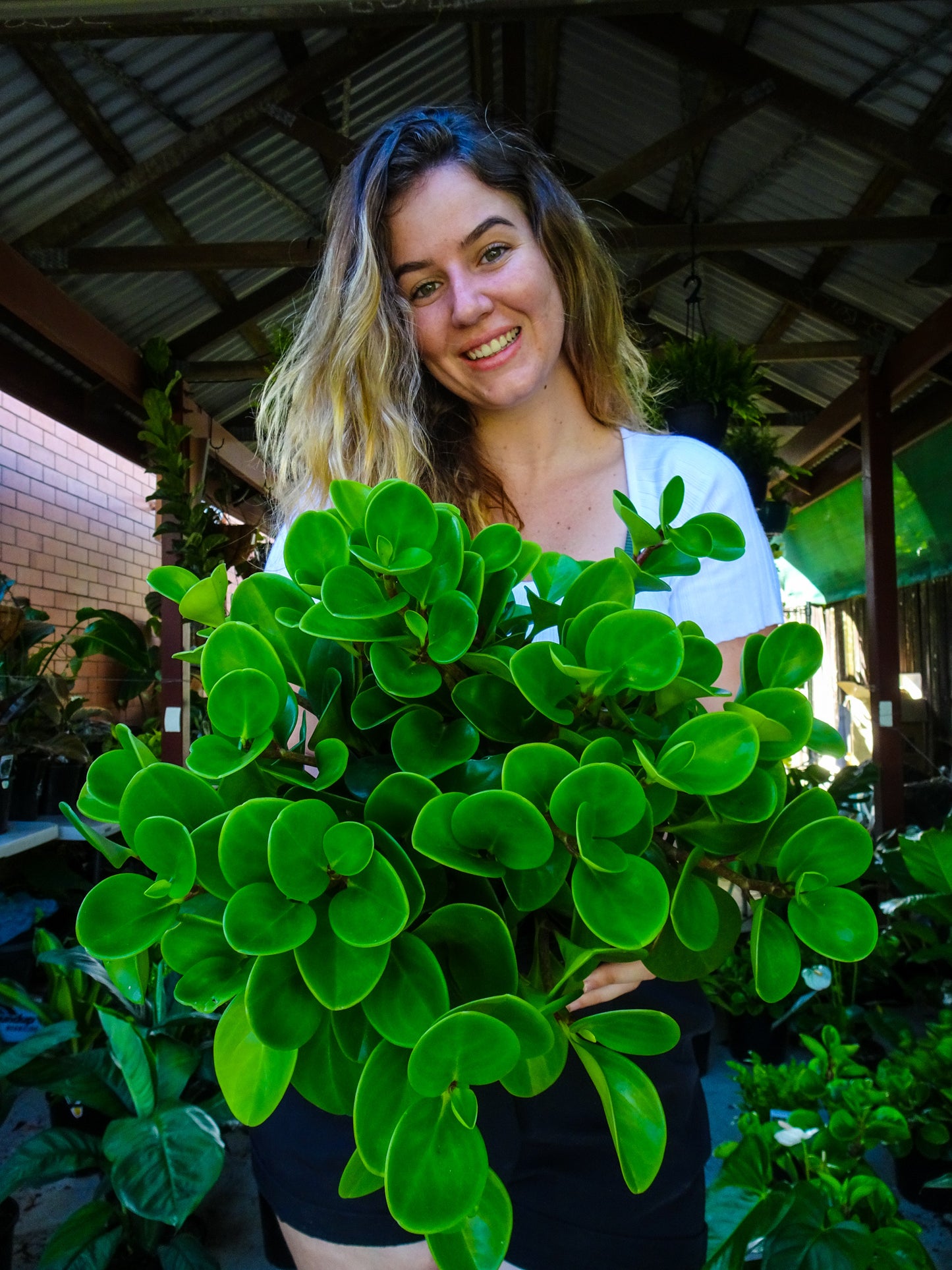 Peperomia Jade