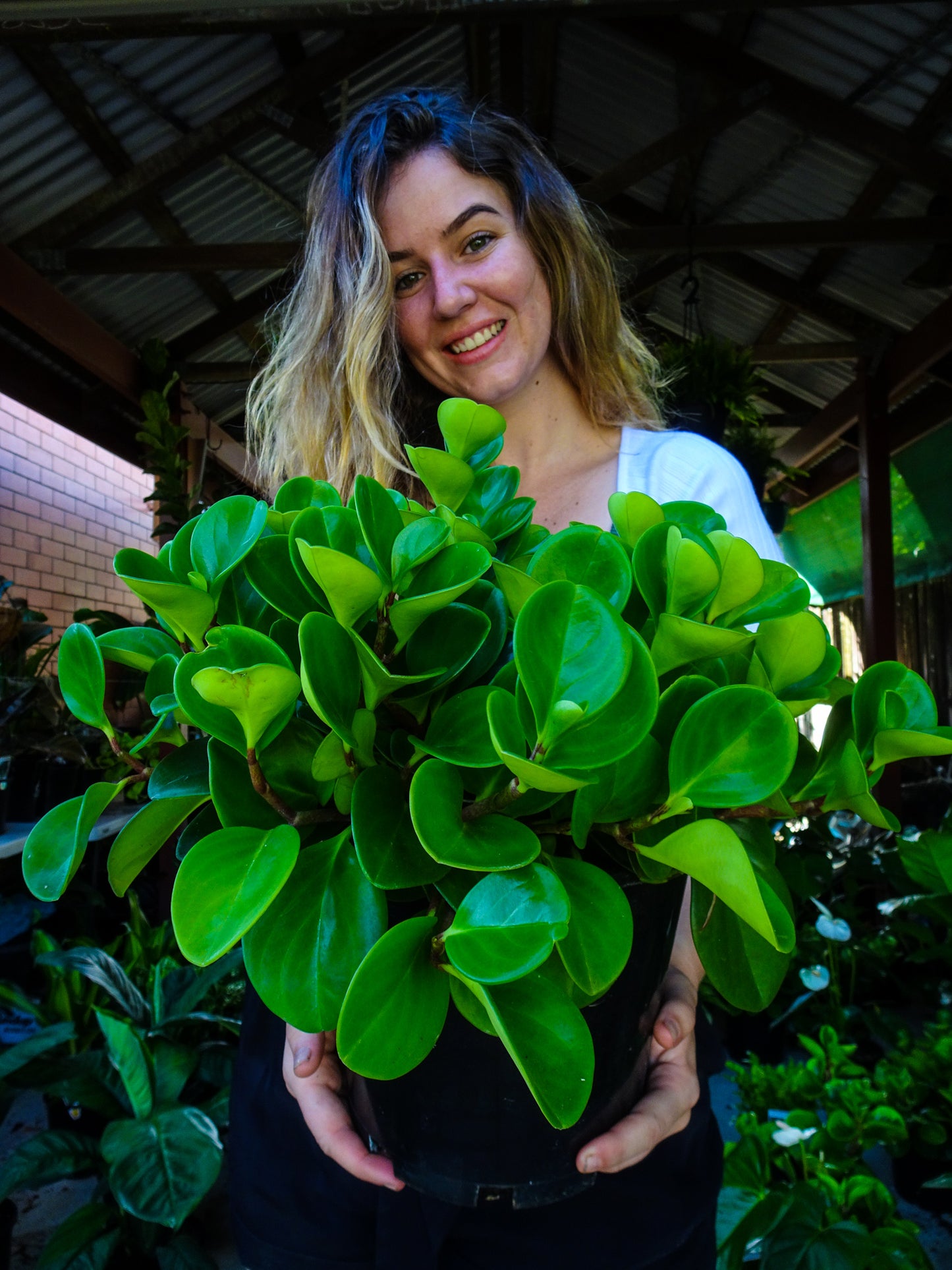 Peperomia Jade