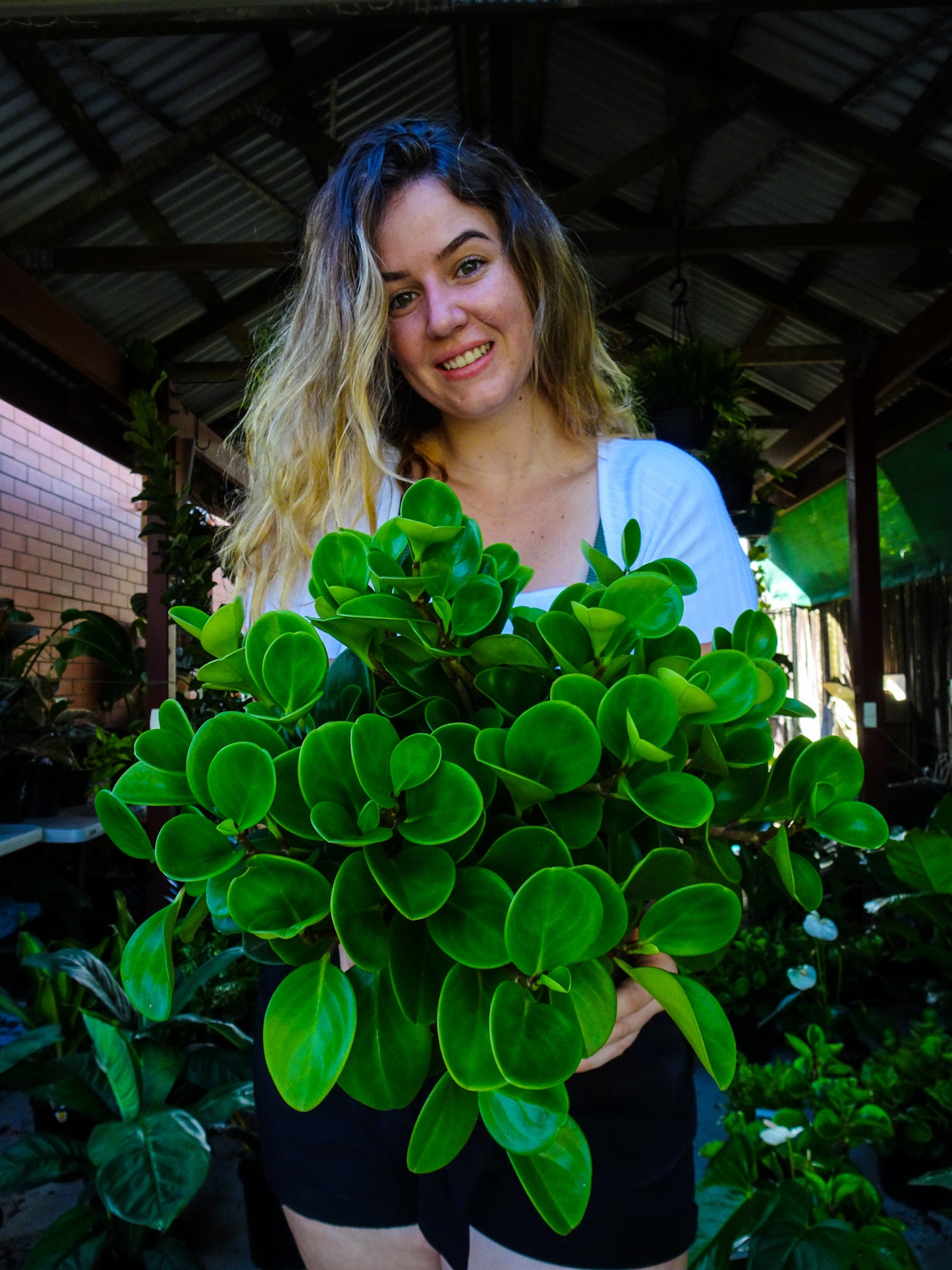Peperomia Jade