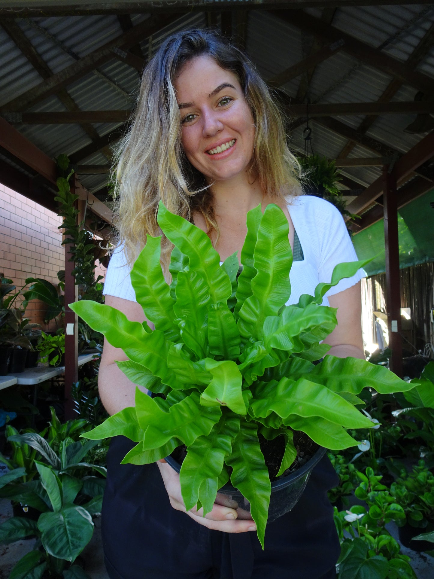 Crispy Wave Fern