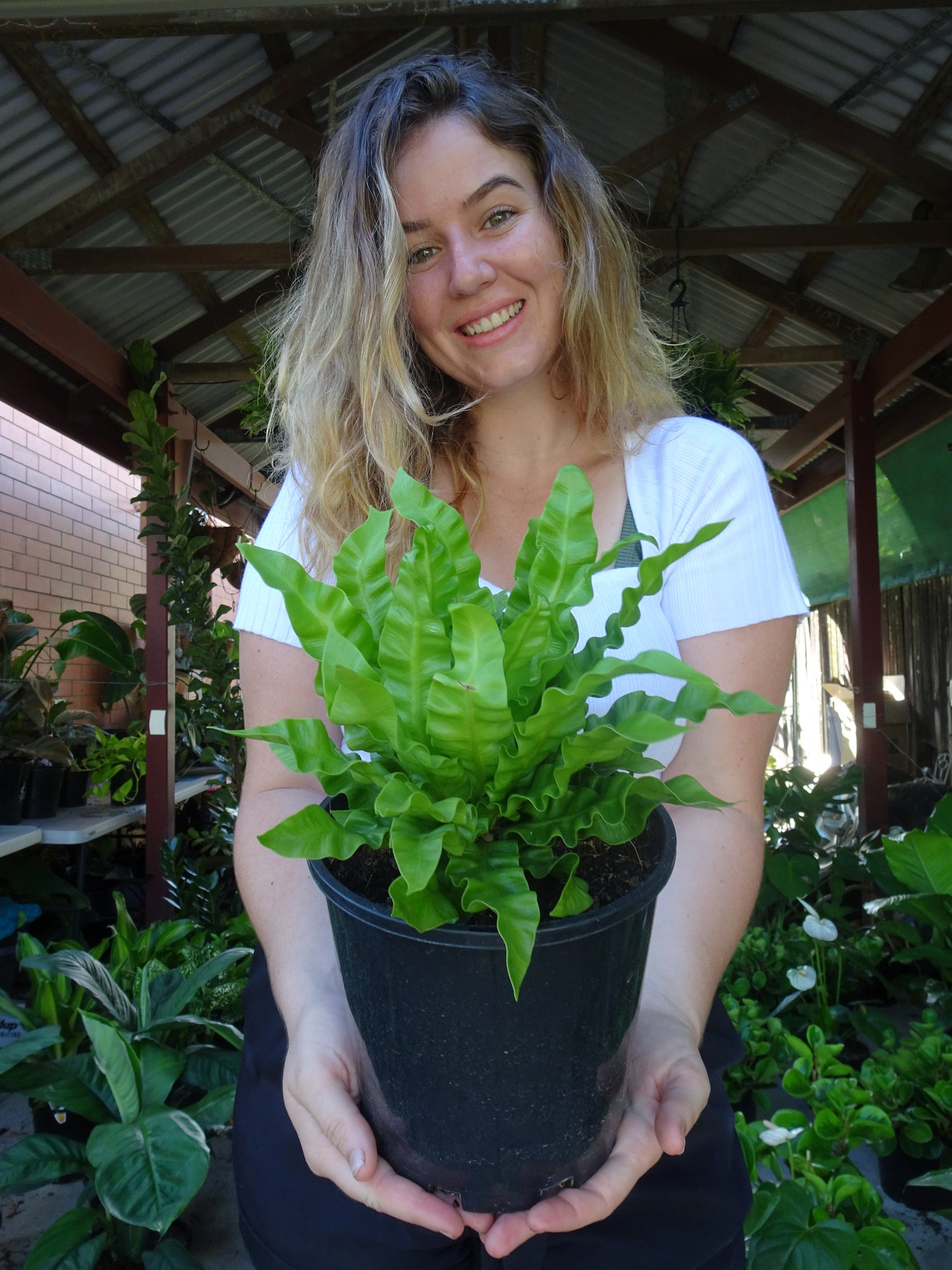 Crispy Wave Fern