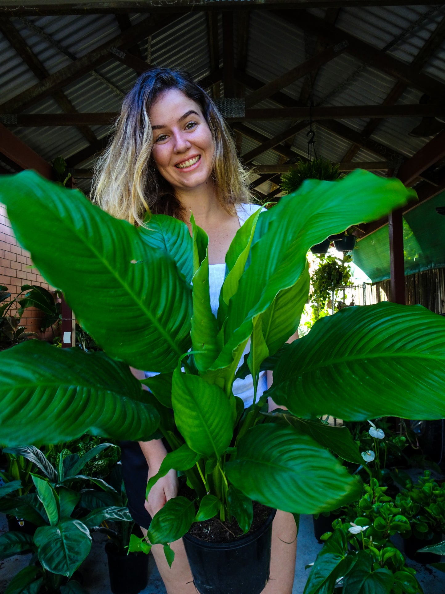 Peace Lily Maracay