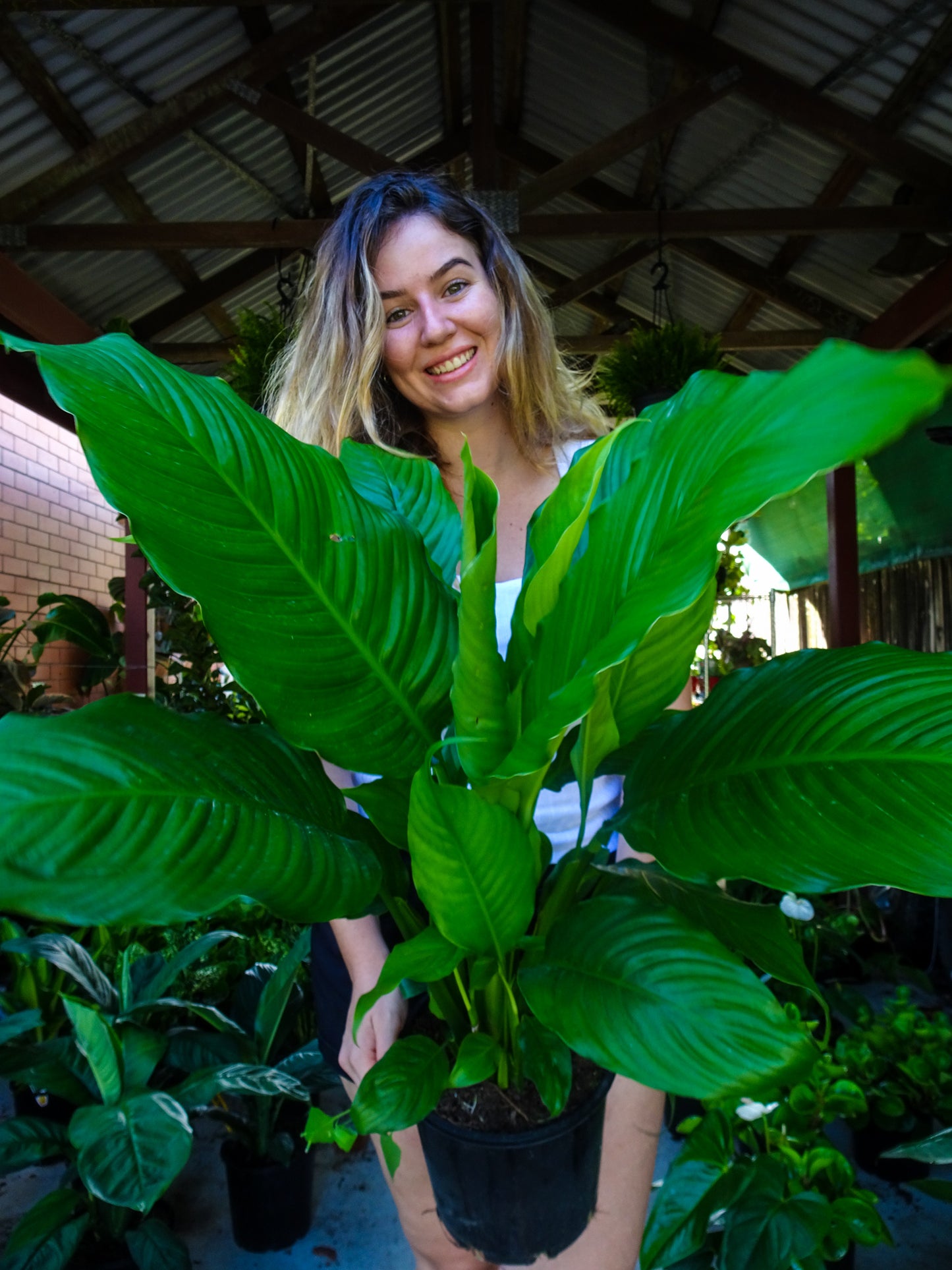 Peace Lily Maracay