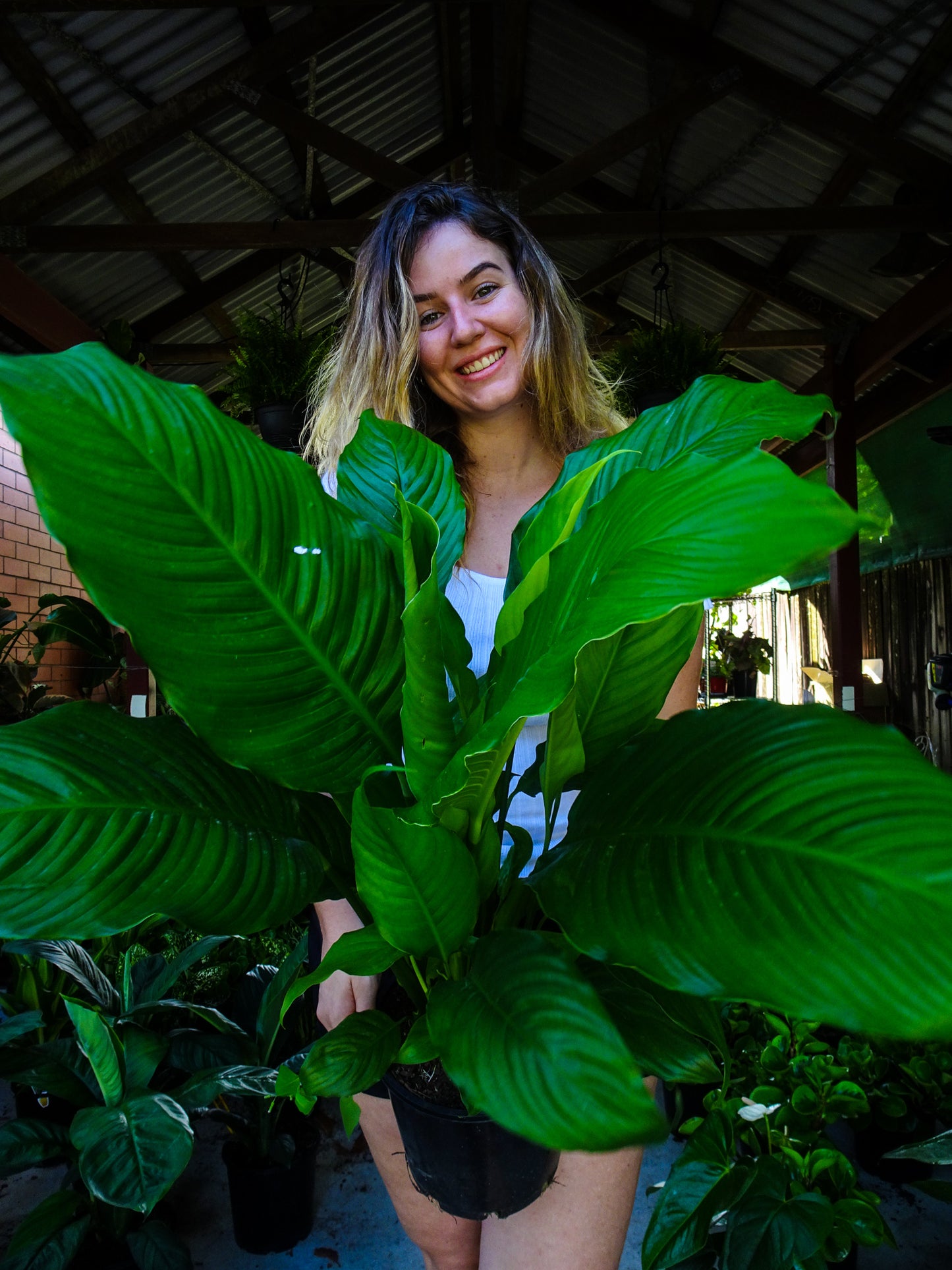 Peace Lily Maracay