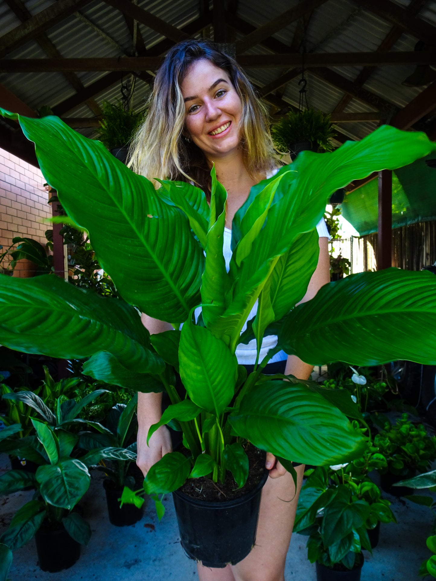 Peace Lily Maracay