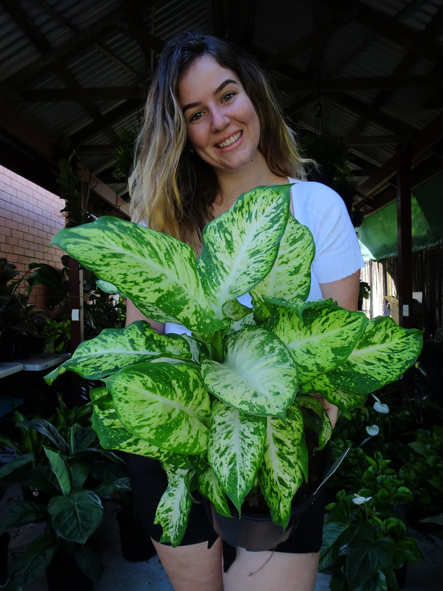 Dieffenbachia Mars