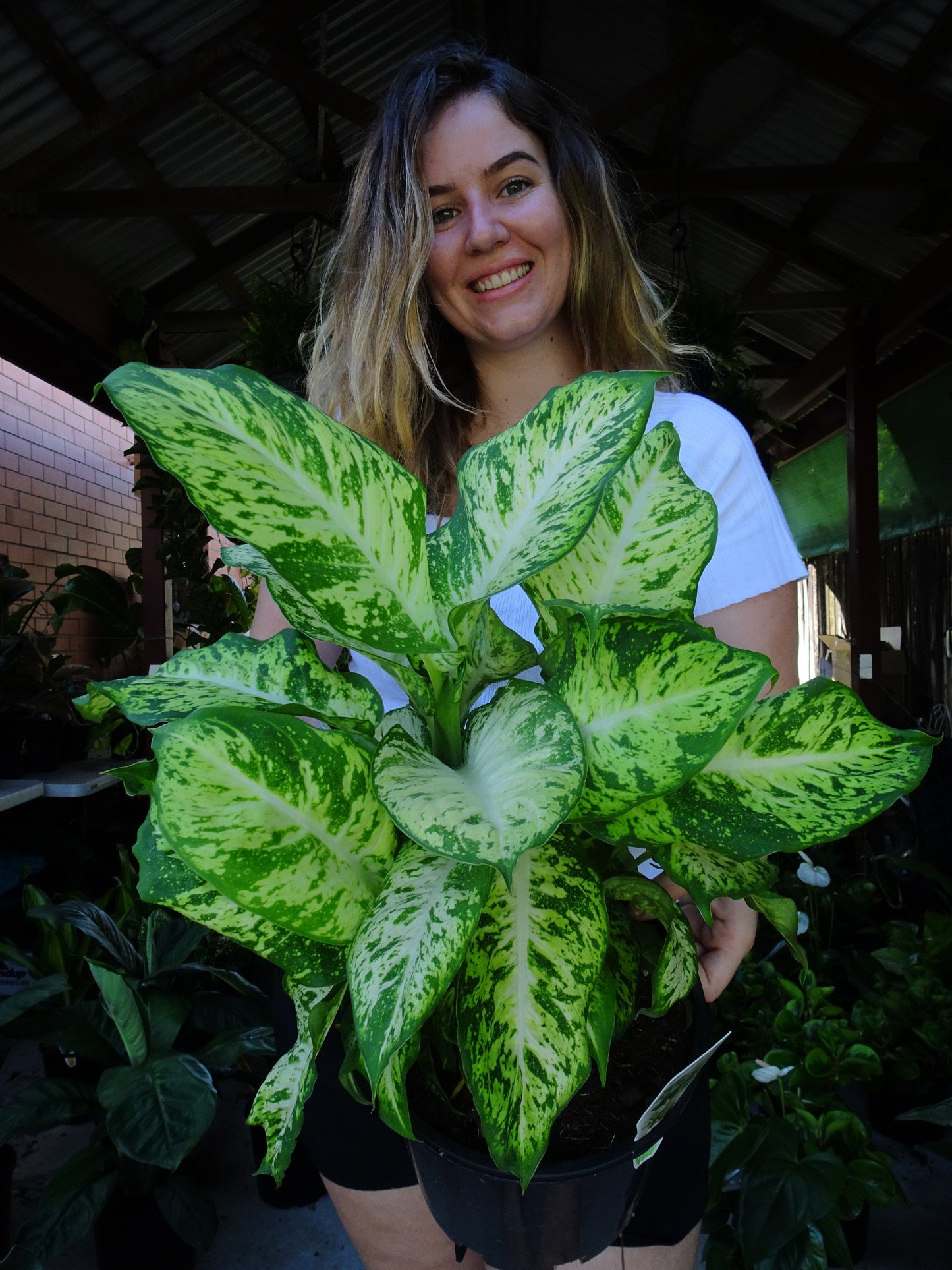 Dieffenbachia Mars