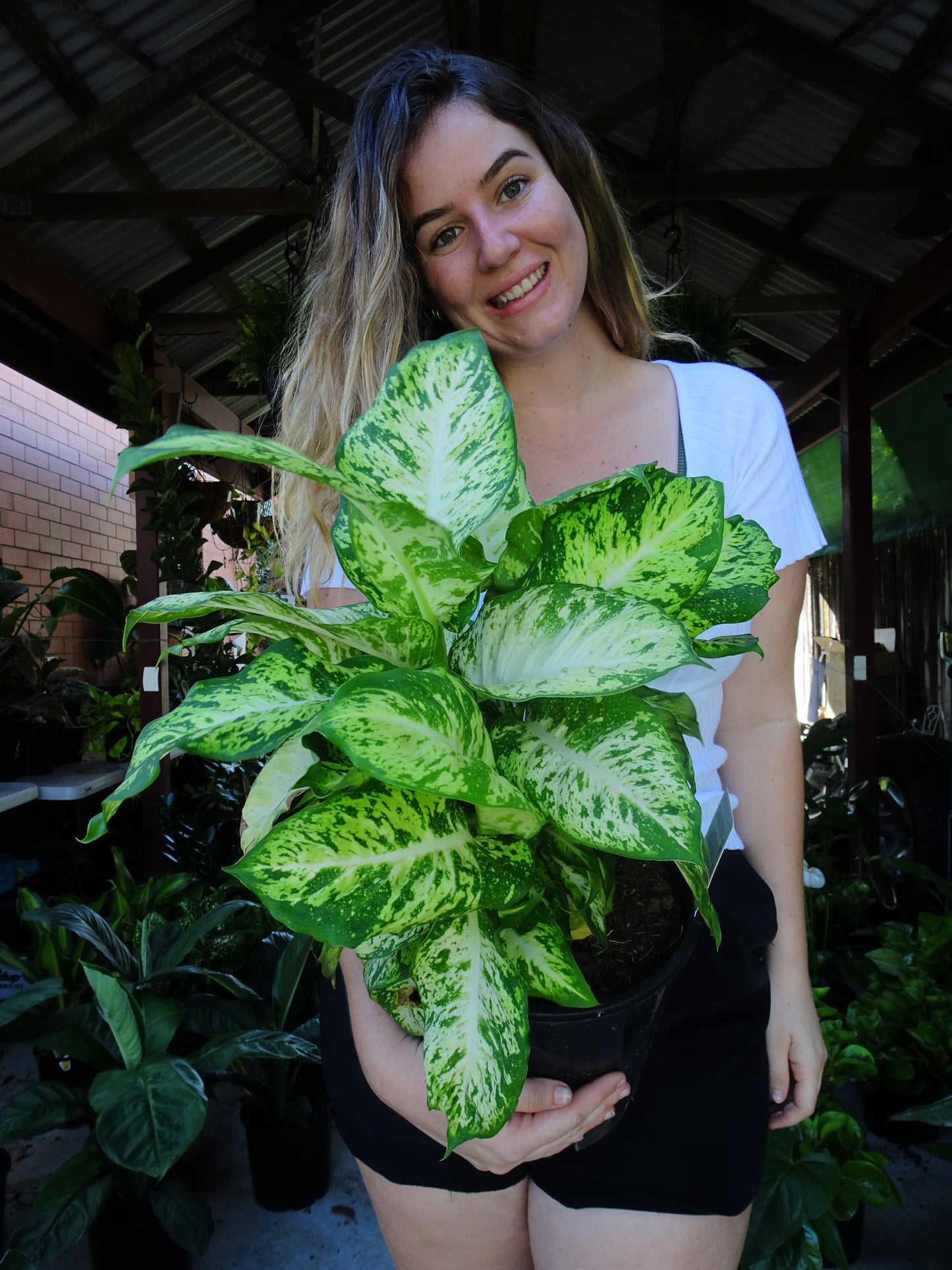 Dieffenbachia Mars