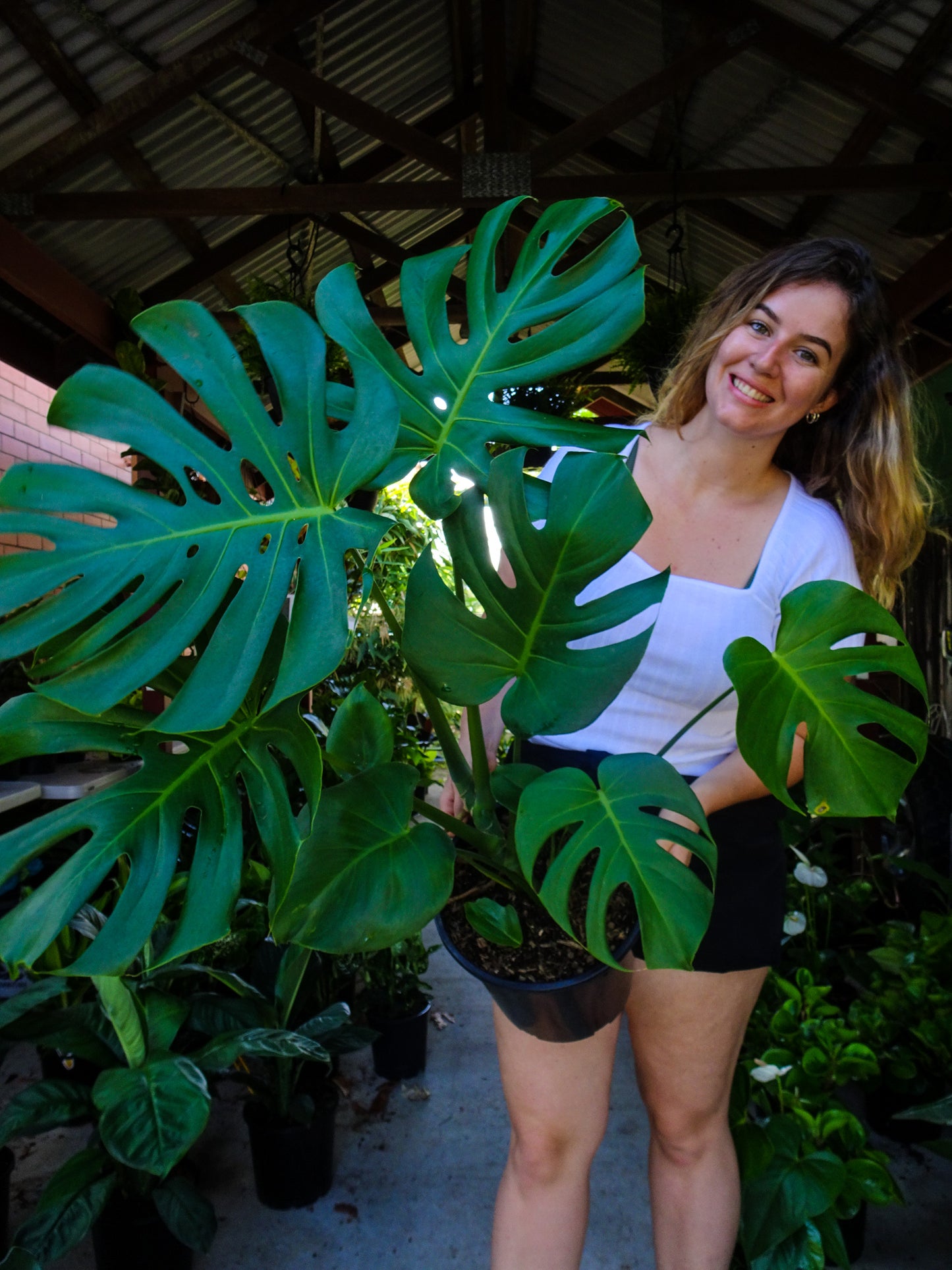 Giant Monstera Deliciosa