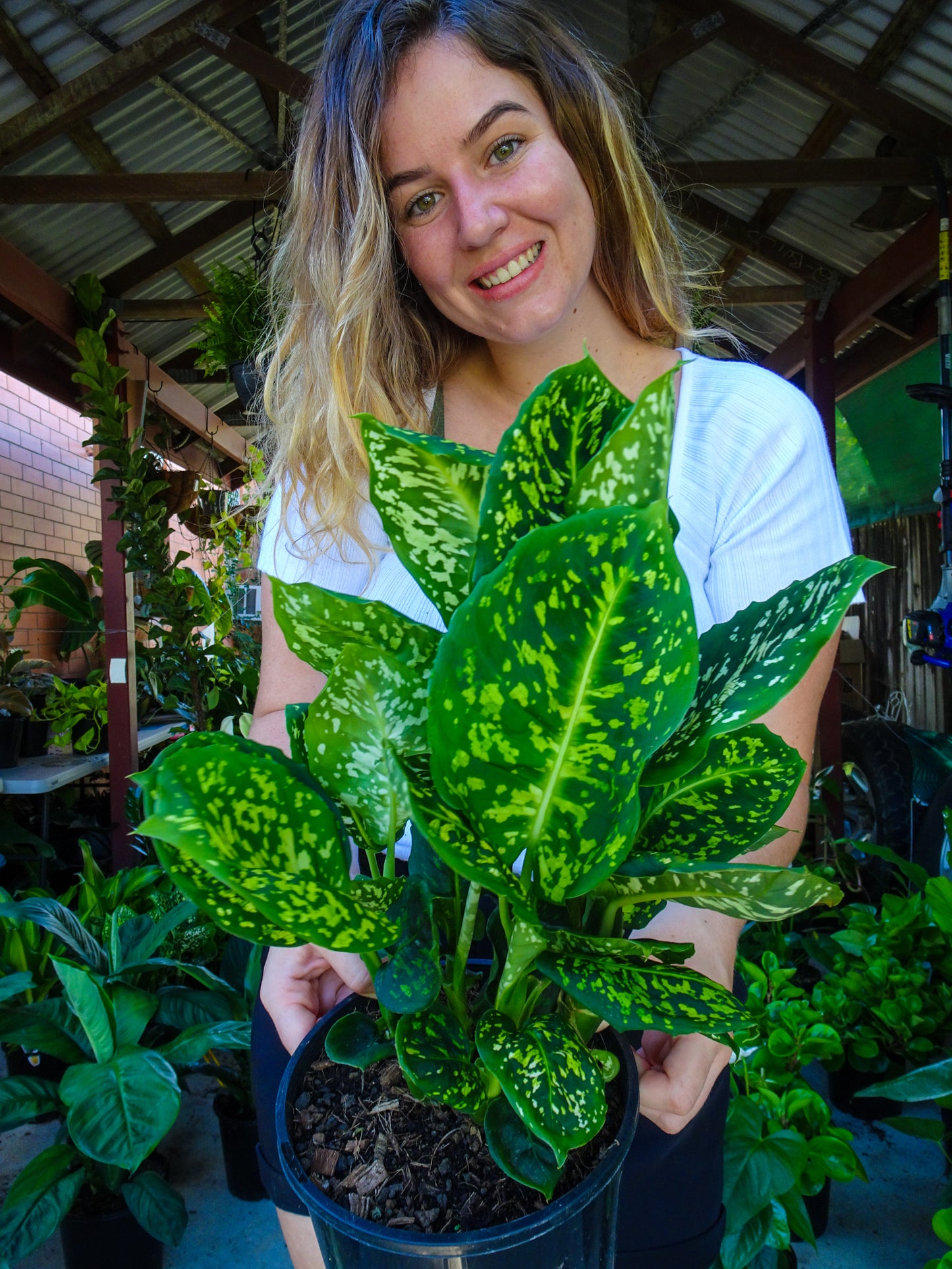 Dieffenbachia Reflector