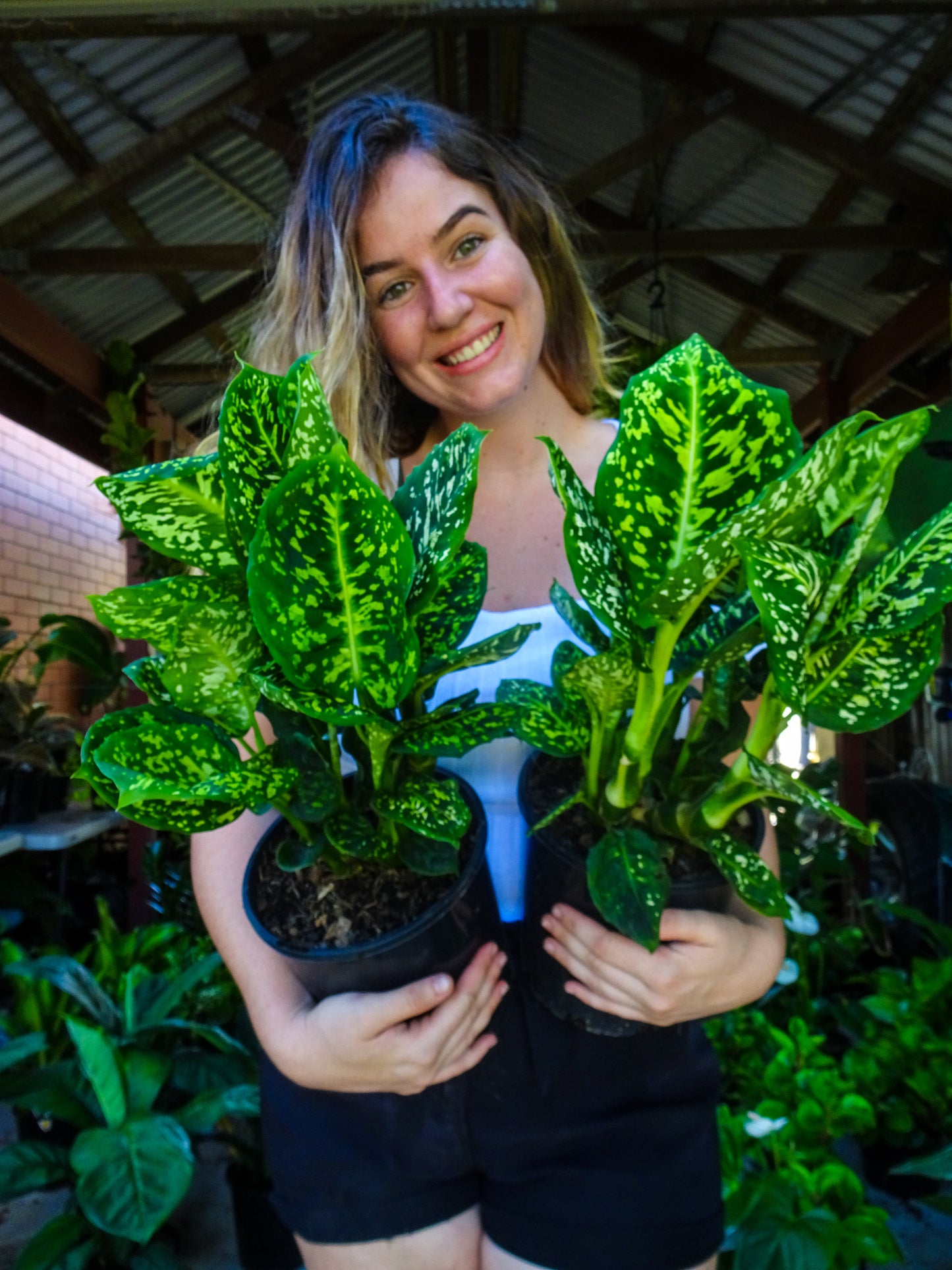 Dieffenbachia Reflector