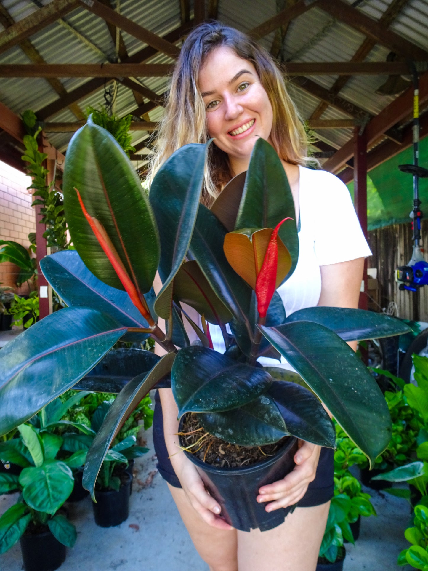 Burgundy Rubber Tree