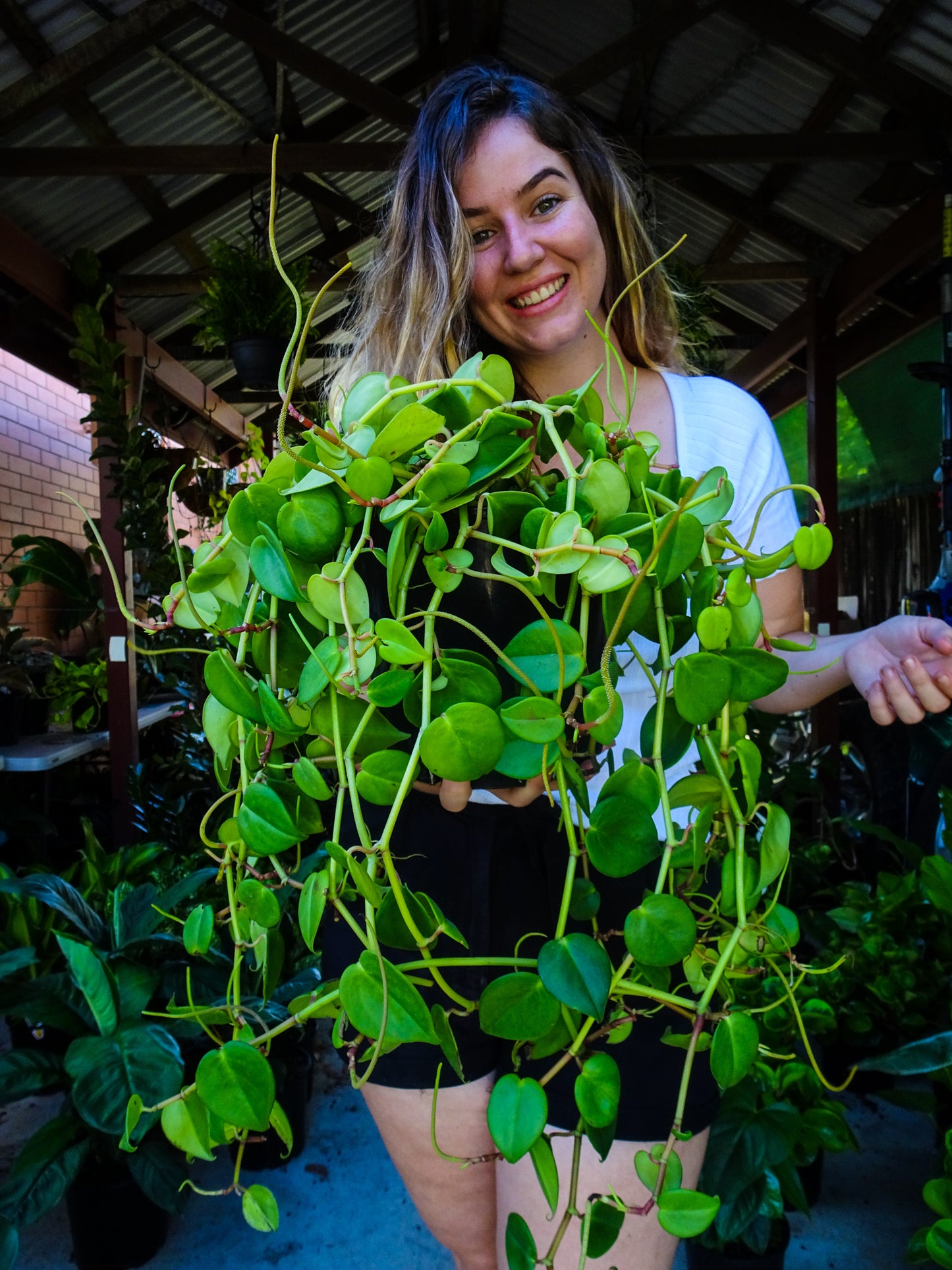 Peperomia Cupid