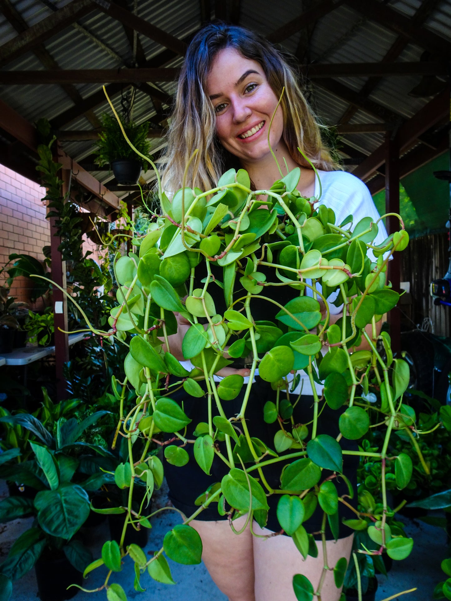 Peperomia Cupid