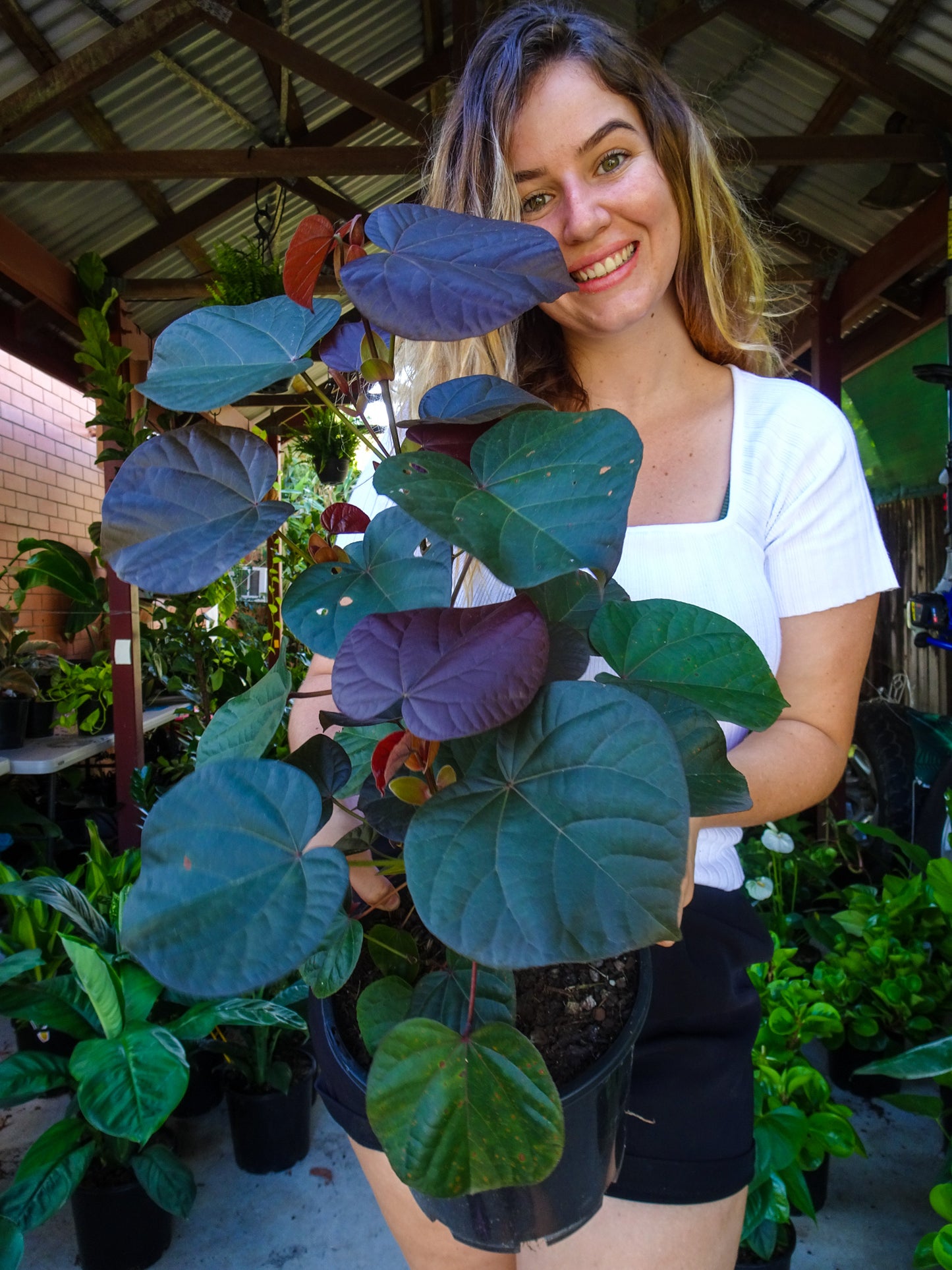 Hibiscus Rubra