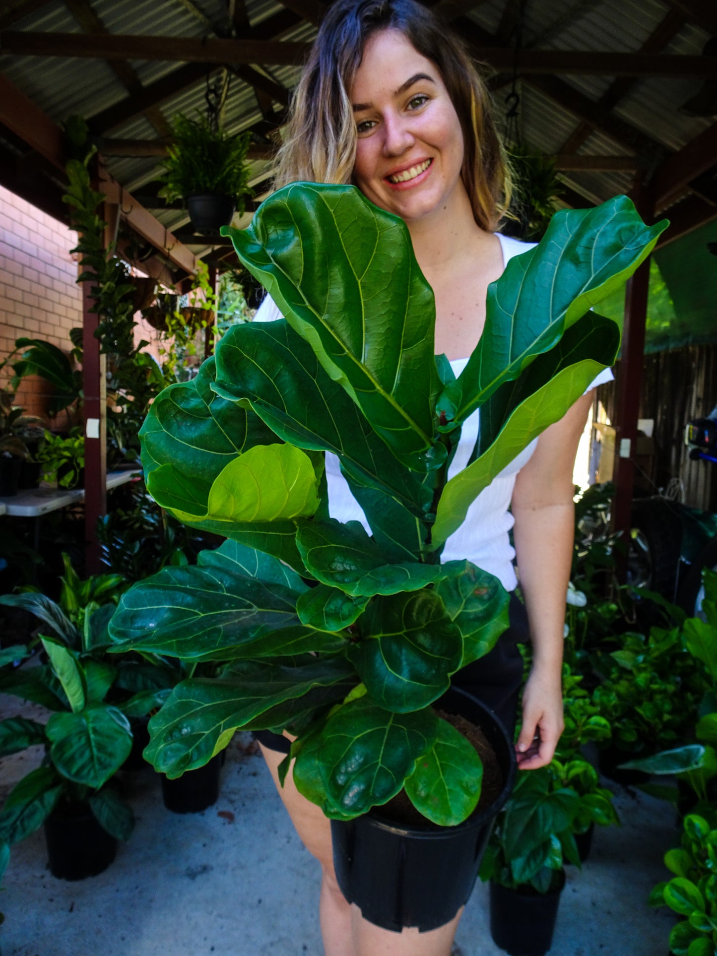 Fiddle Leaf Fig