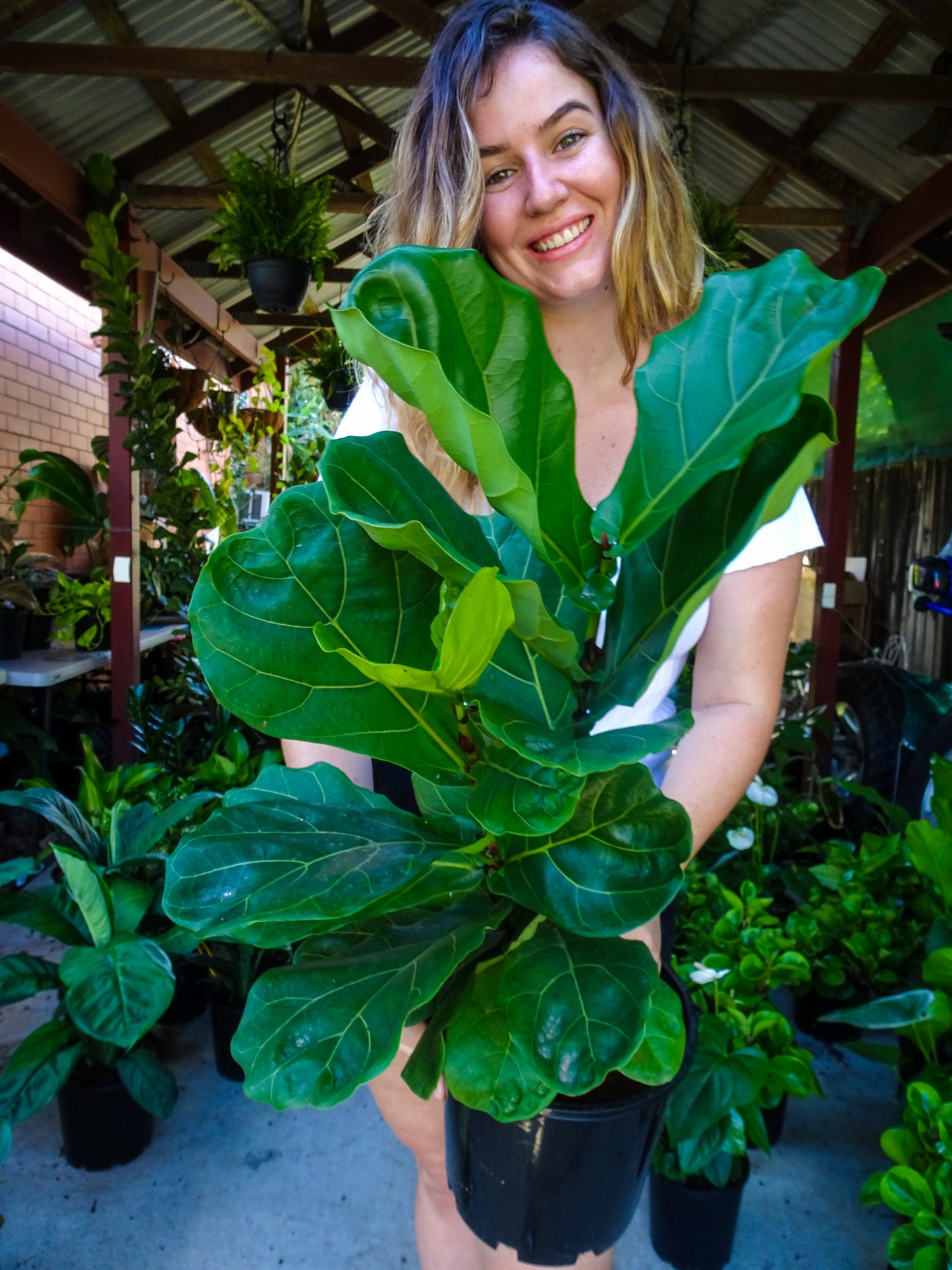 Fiddle Leaf Fig