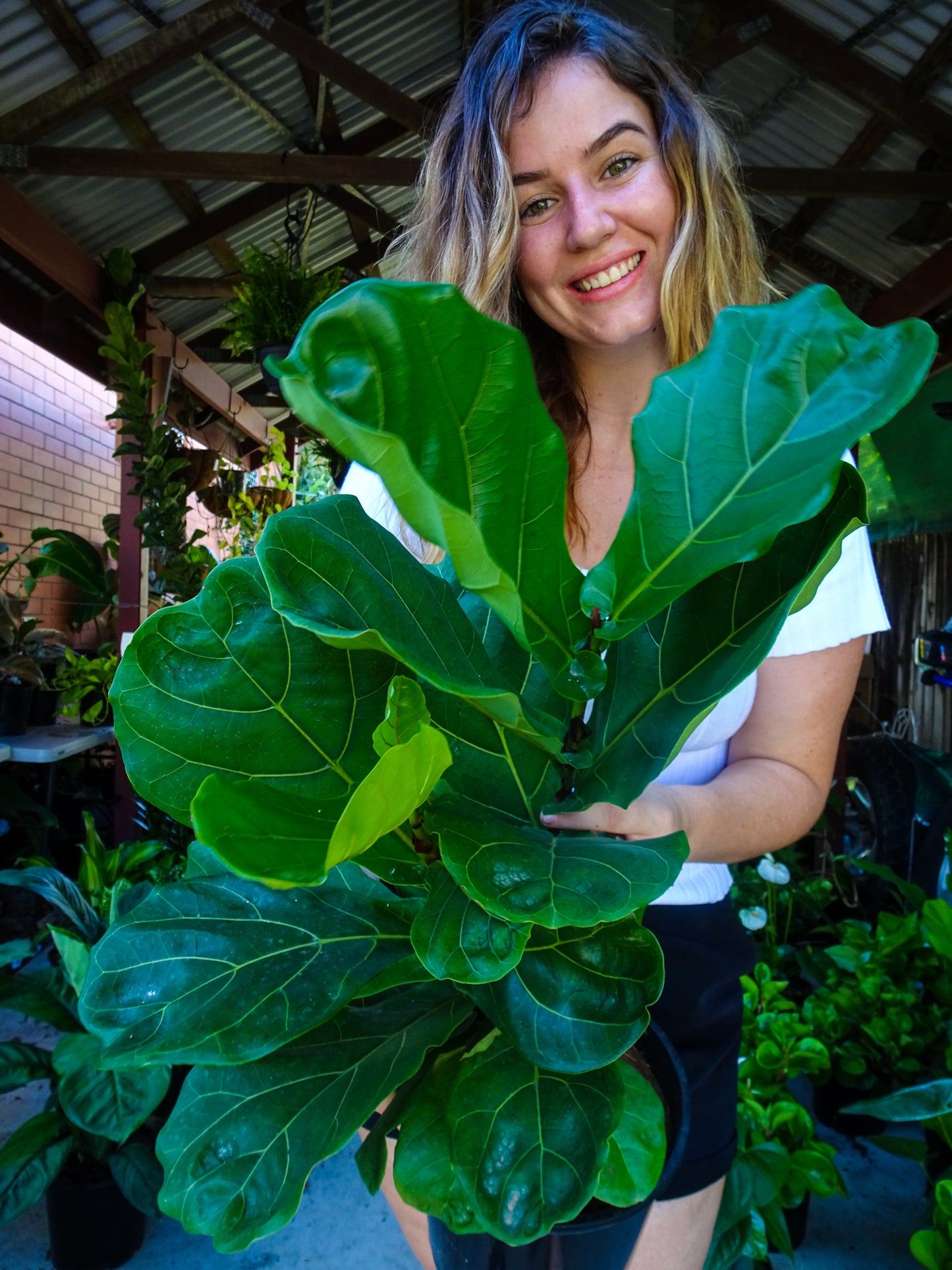 Fiddle Leaf Fig