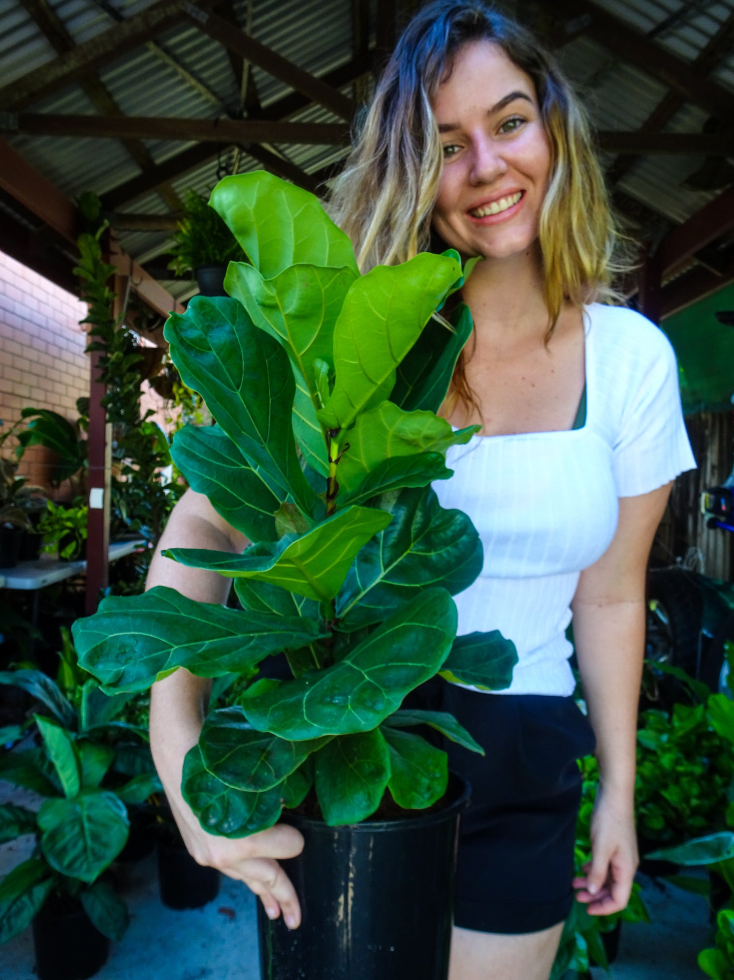 Fiddle Leaf Fig