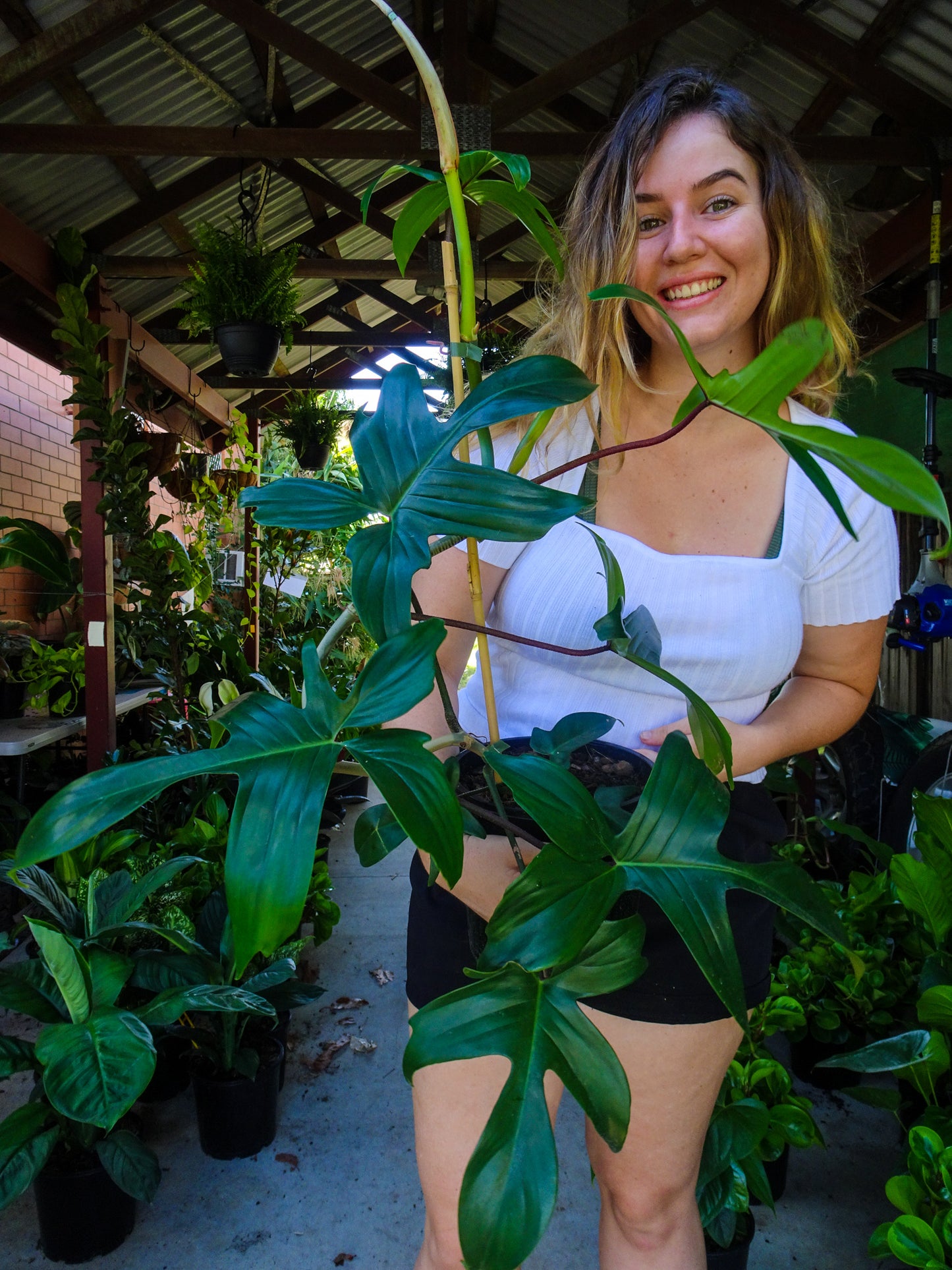 Philodendron Florida
