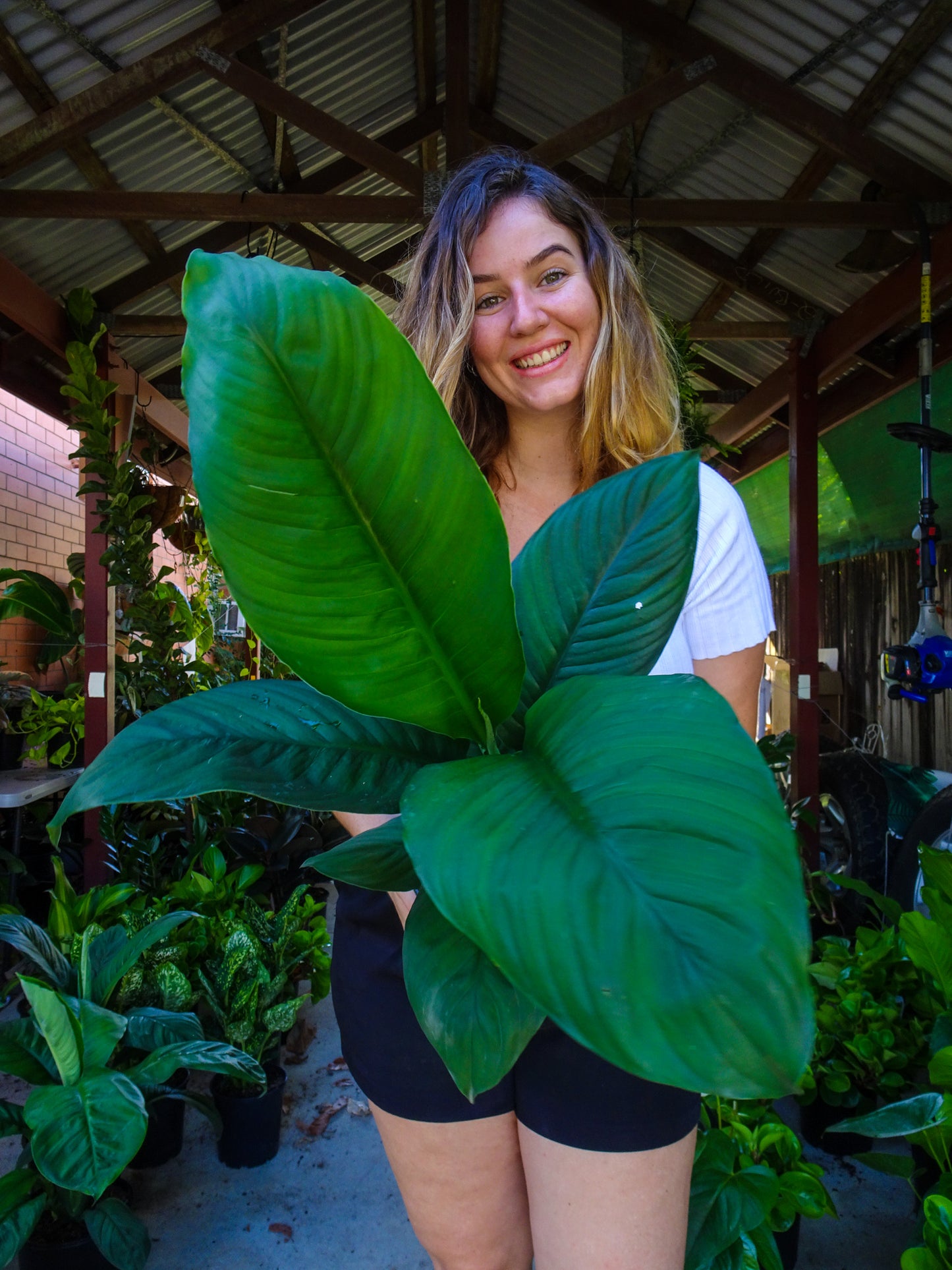 Spathiphyllum Sensation Peace Lily