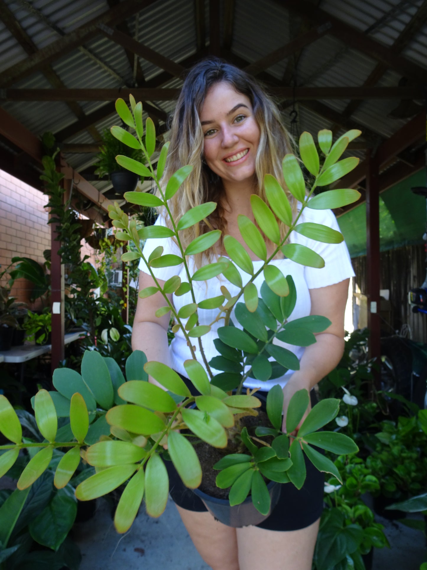 Cardboard Plant