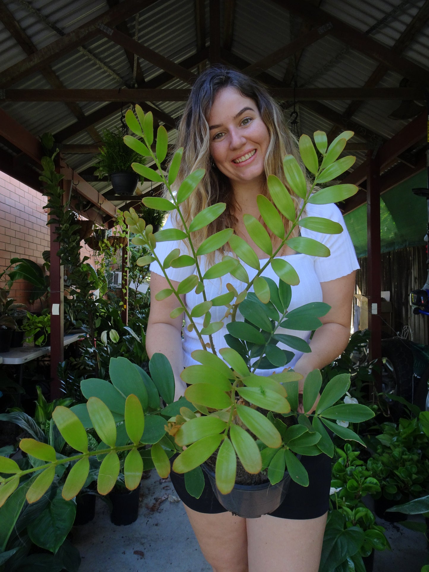 Cardboard Plant