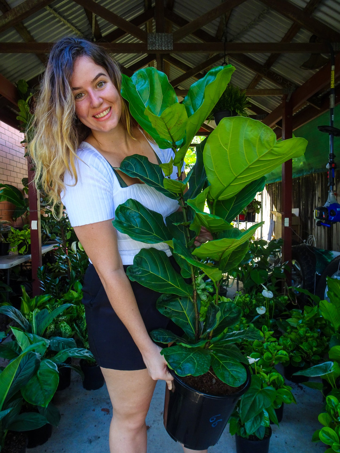 Fiddle Leaf Fig-pickup only