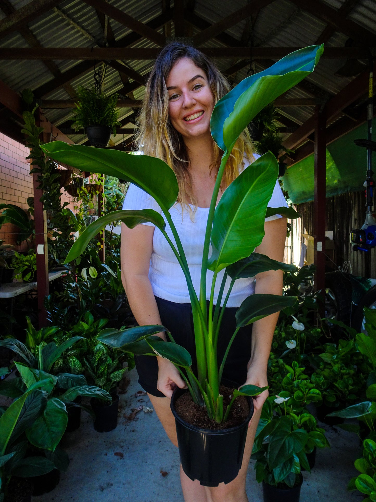 Bird of Paradise (Strelitzia Nicolai Giant)
