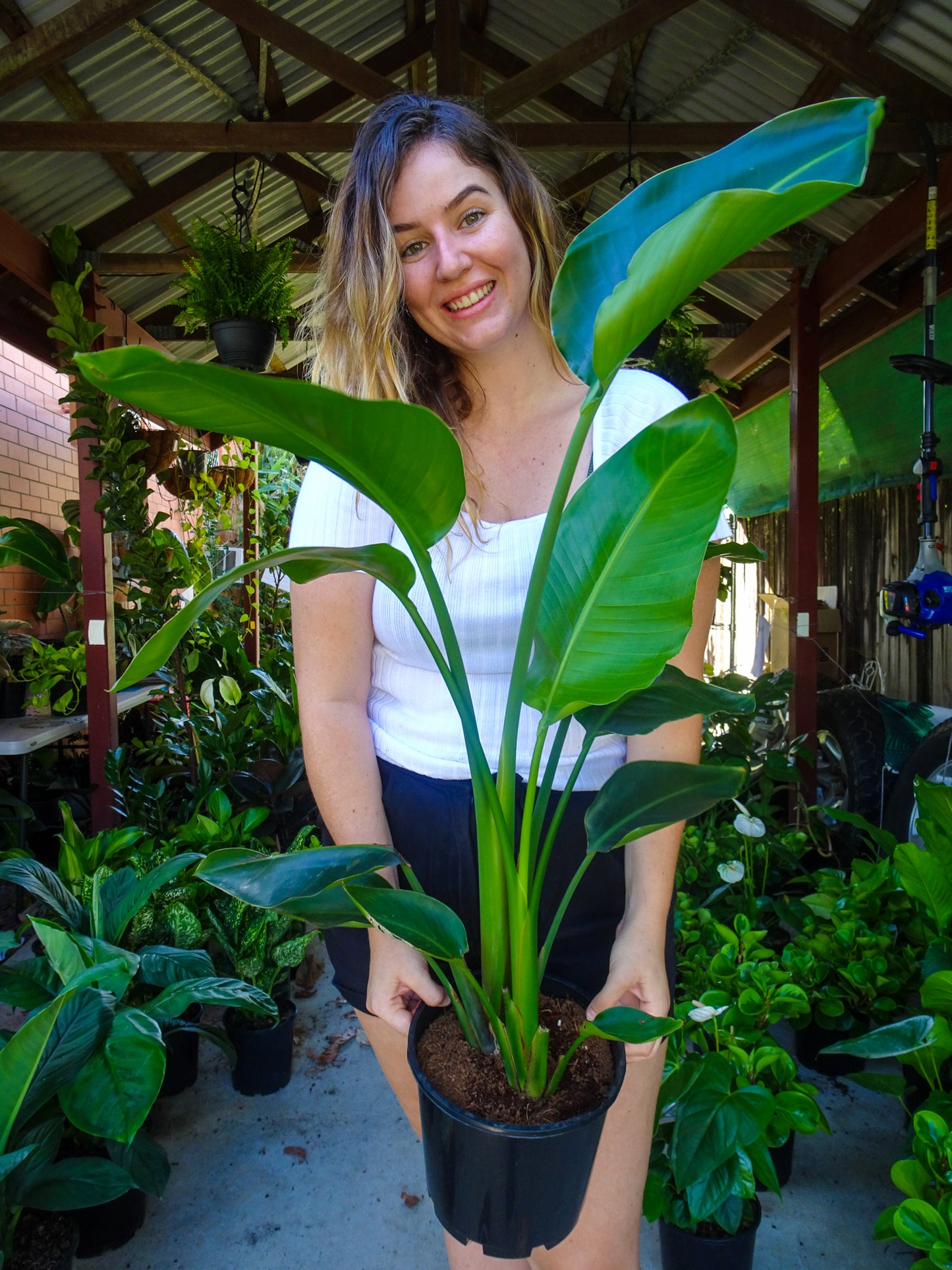Bird of Paradise (Strelitzia Nicolai Giant)