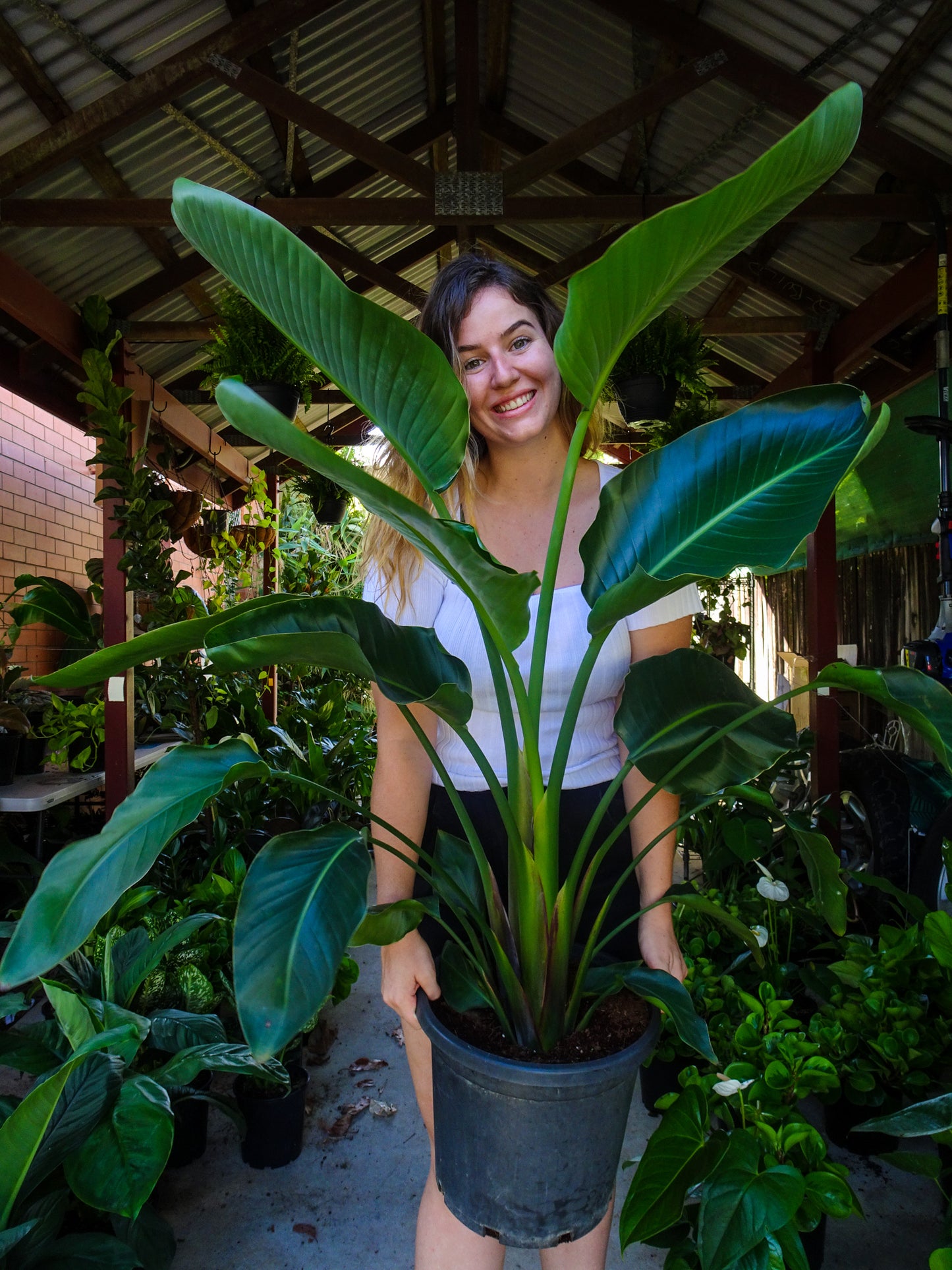 Giant Bird of Paradise (Strelitzia Nicolai) -PICKUP INSTORE PRE ORDER