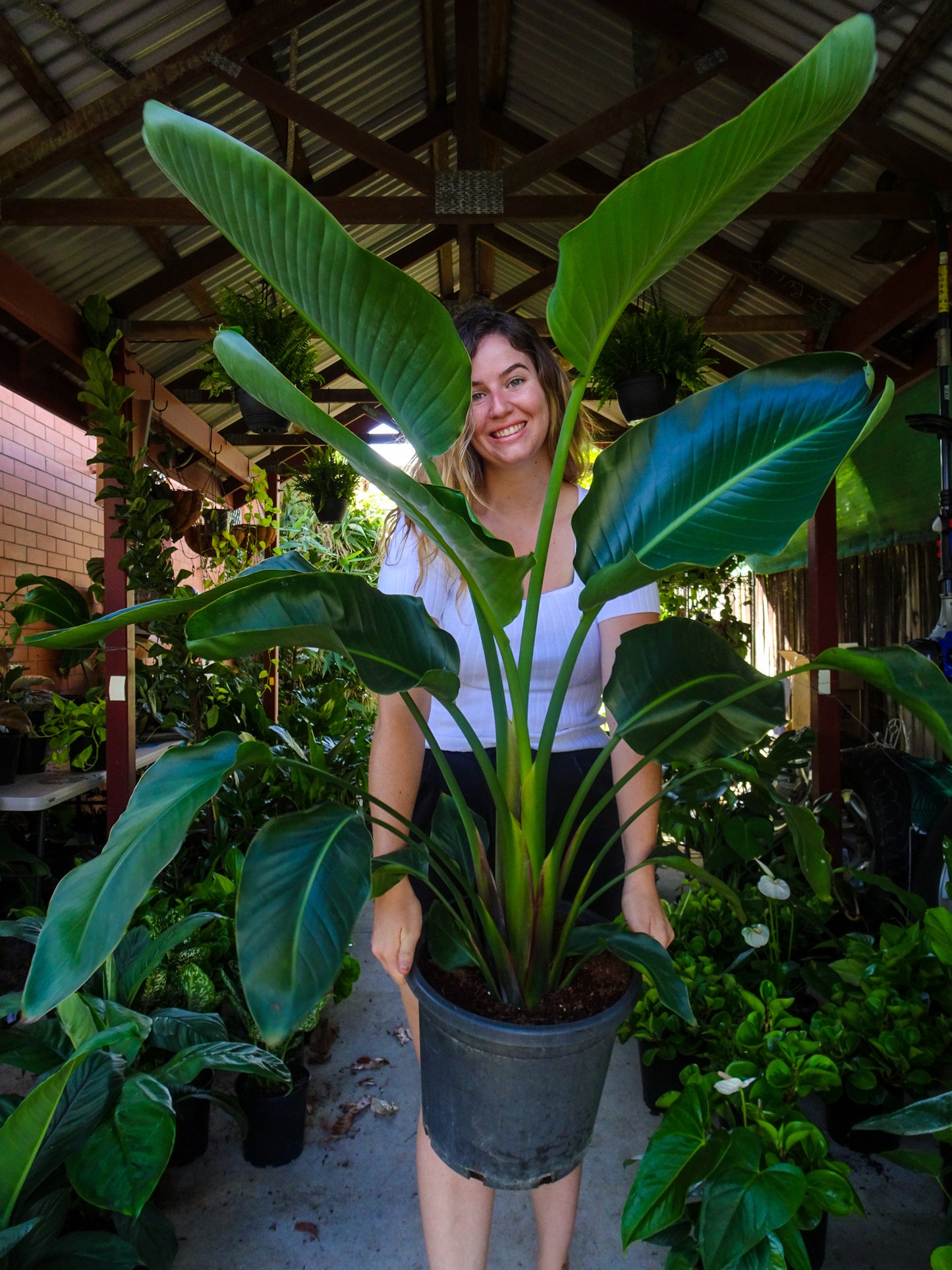 Giant Bird of Paradise (Strelitzia Nicolai) -PICKUP INSTORE PRE ORDER