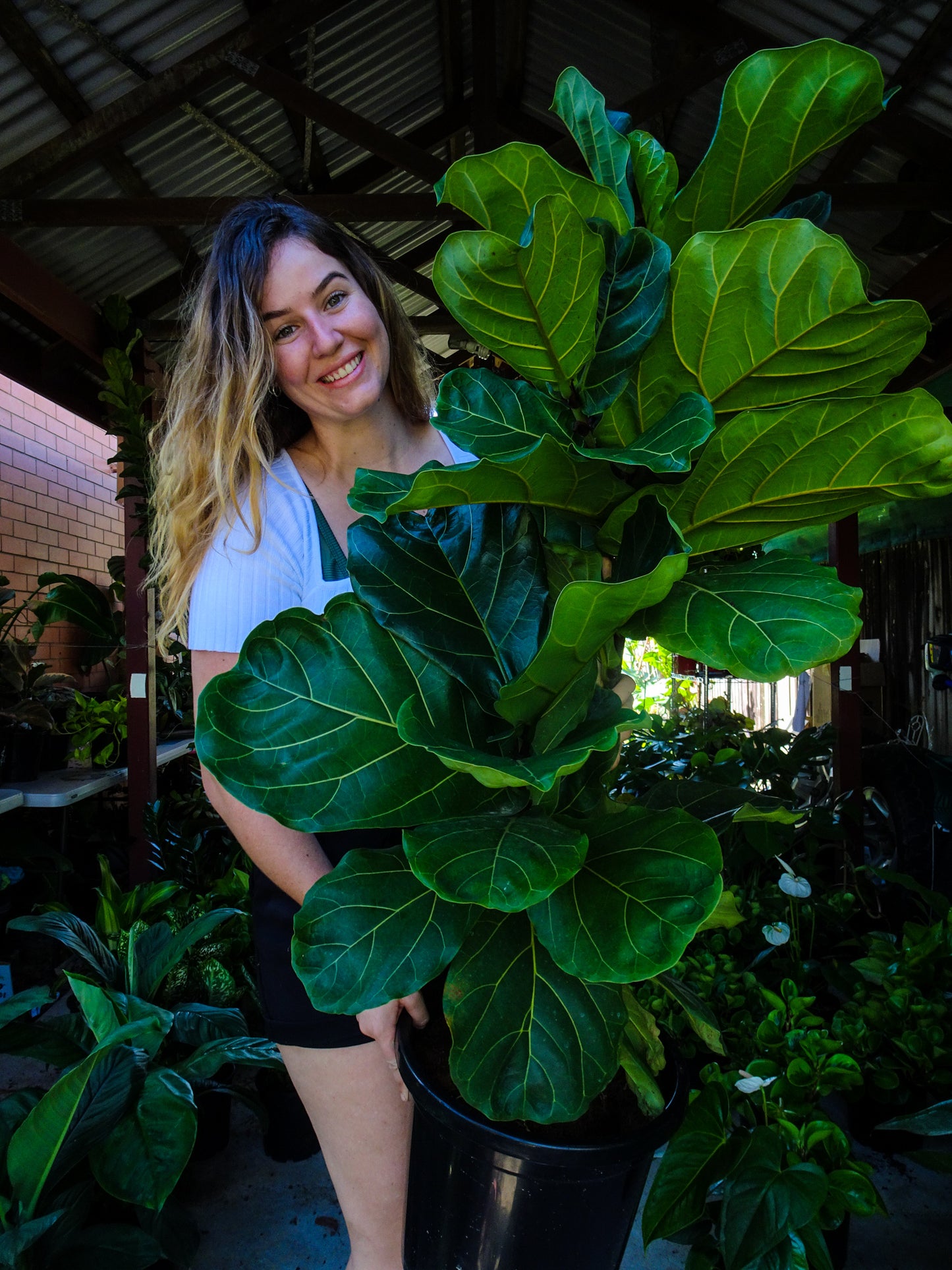 Giant Fiddle Leaf Fig -PICKUP PRE ORDER