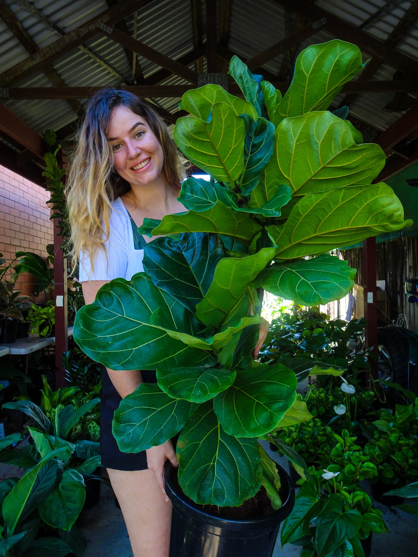 Giant Fiddle Leaf Fig -PICKUP PRE ORDER