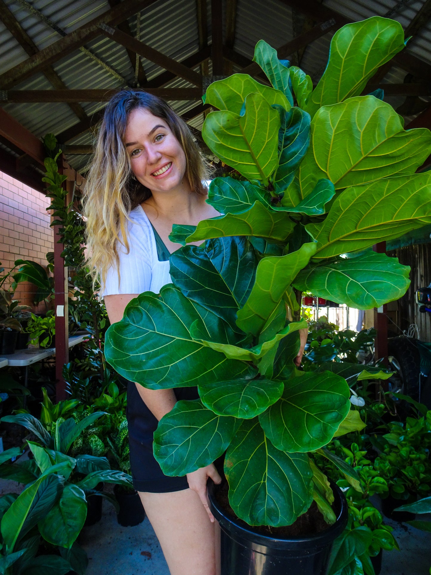 Fiddle Leaf Fig- pickup only (PRE ORDER)