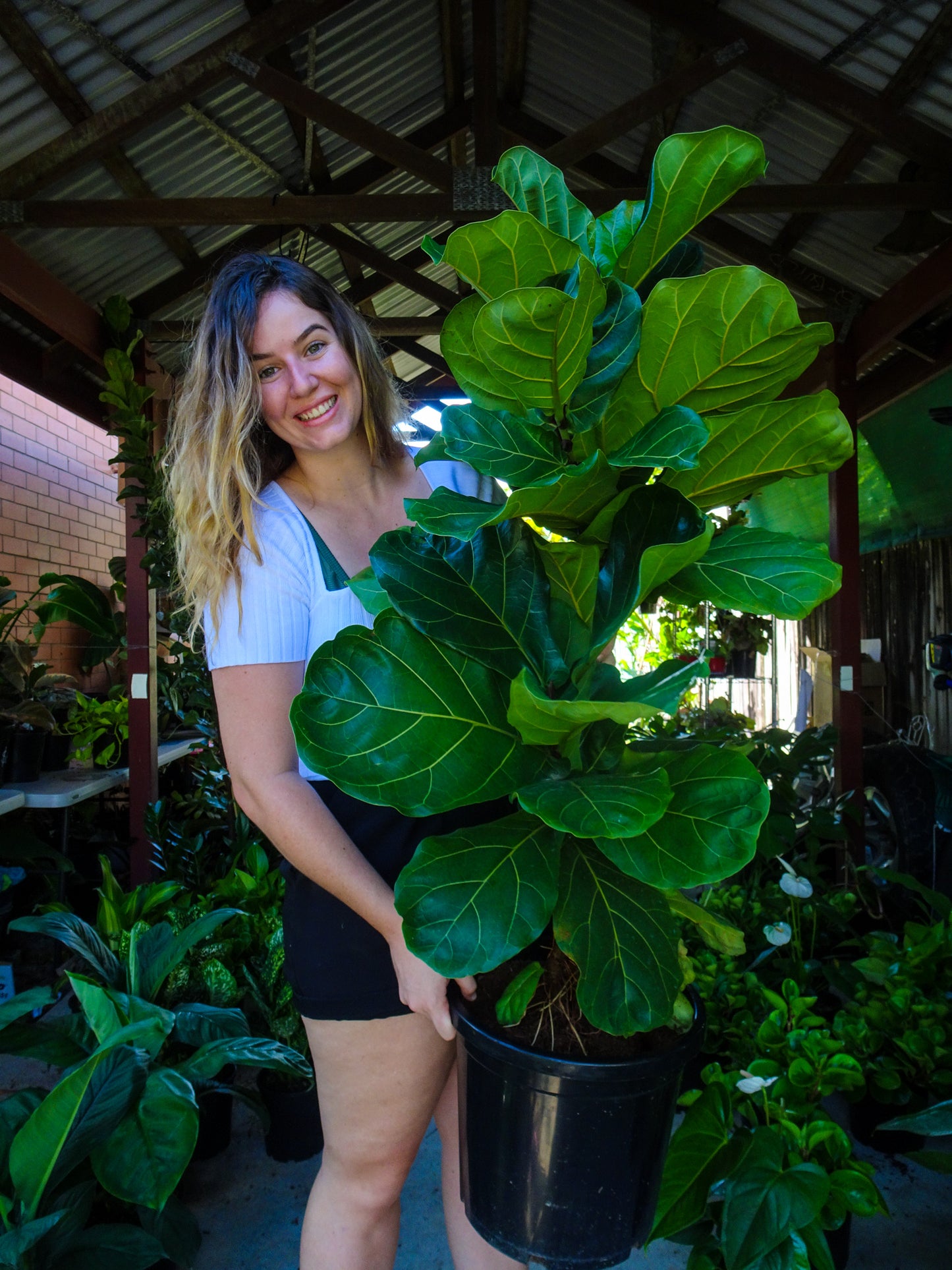 Fiddle Leaf Fig- pickup only (PRE ORDER)