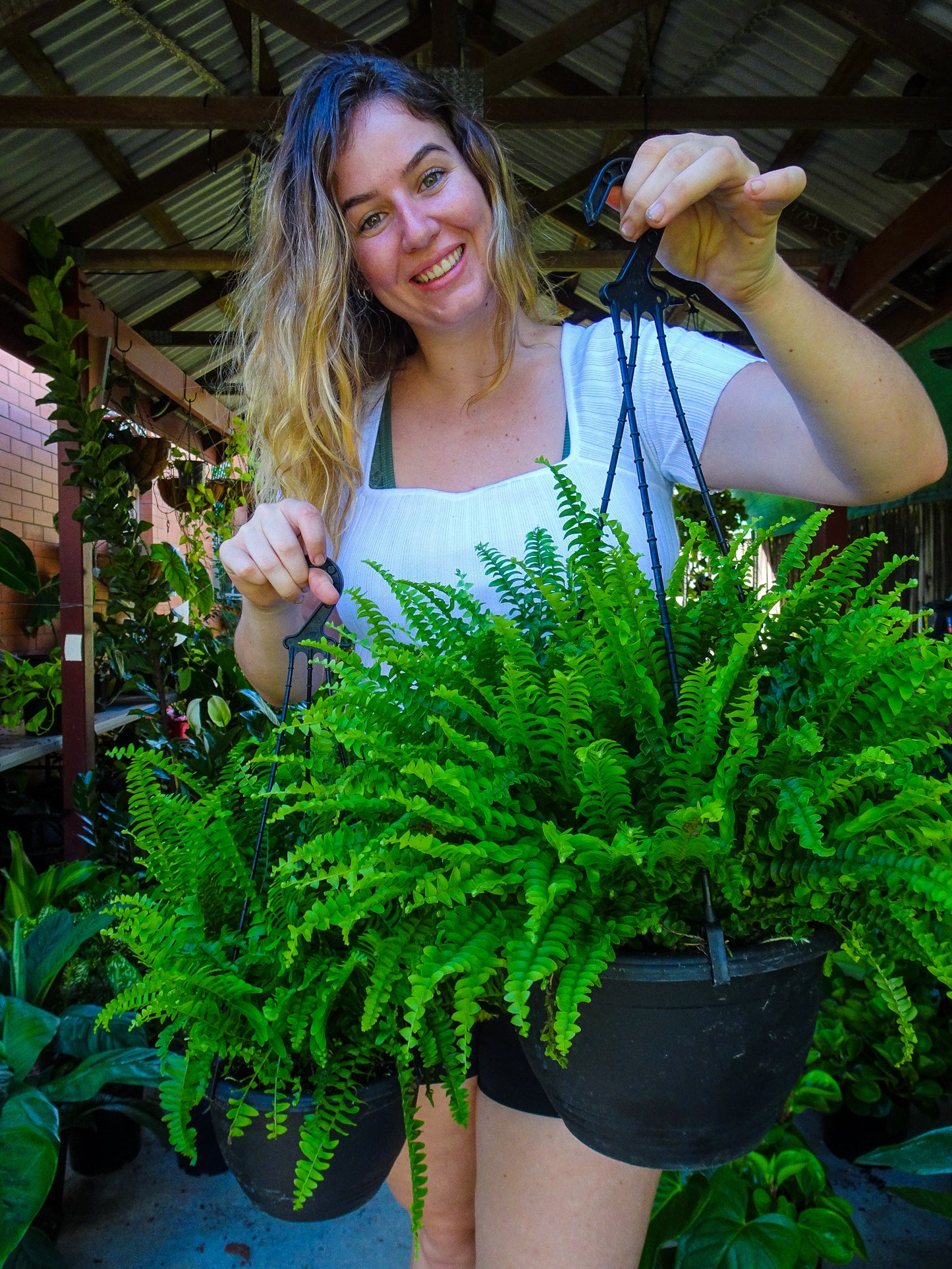 Boston Fern Hanging Plant
