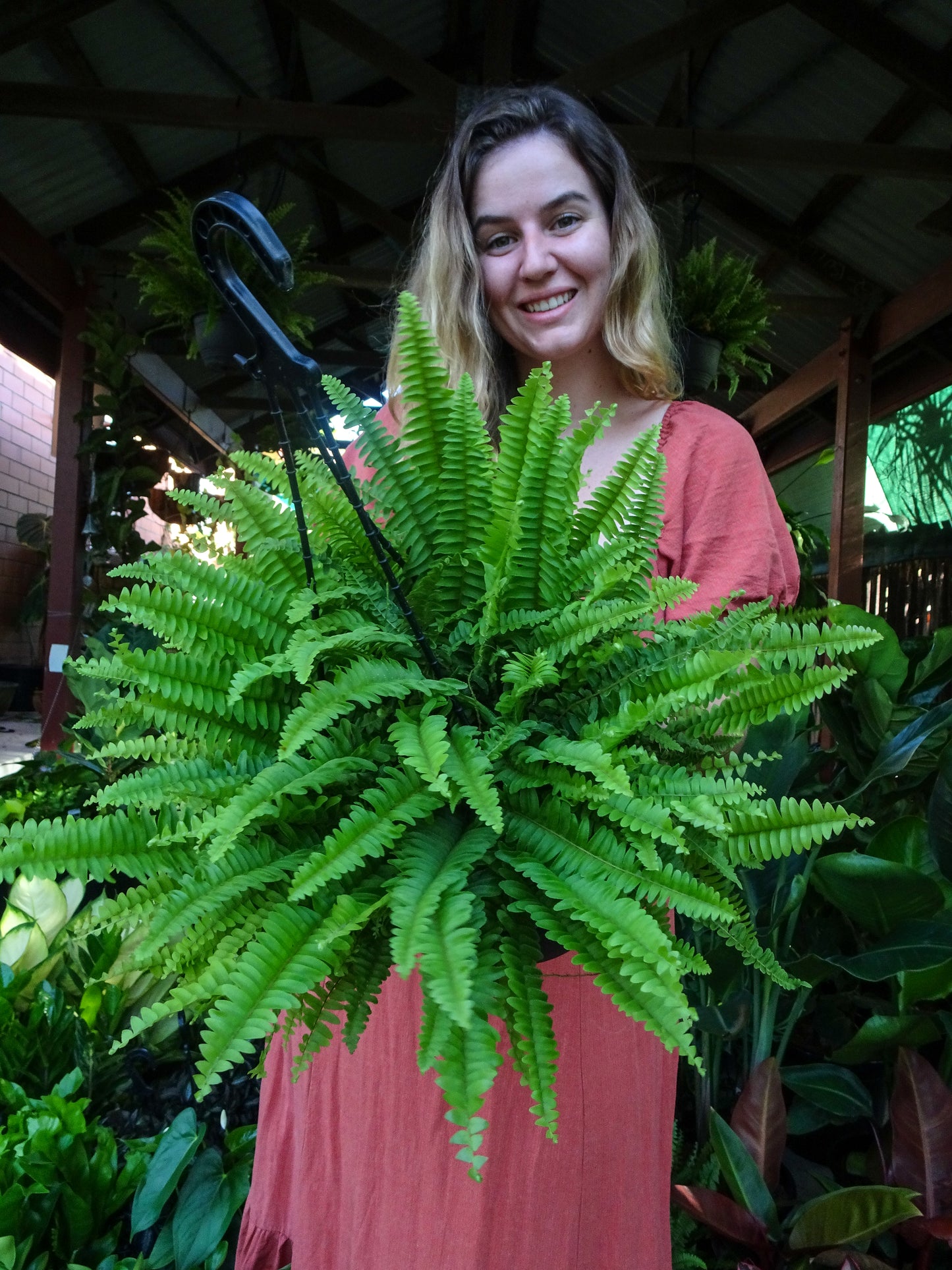 Boston Fern Hanging Plant